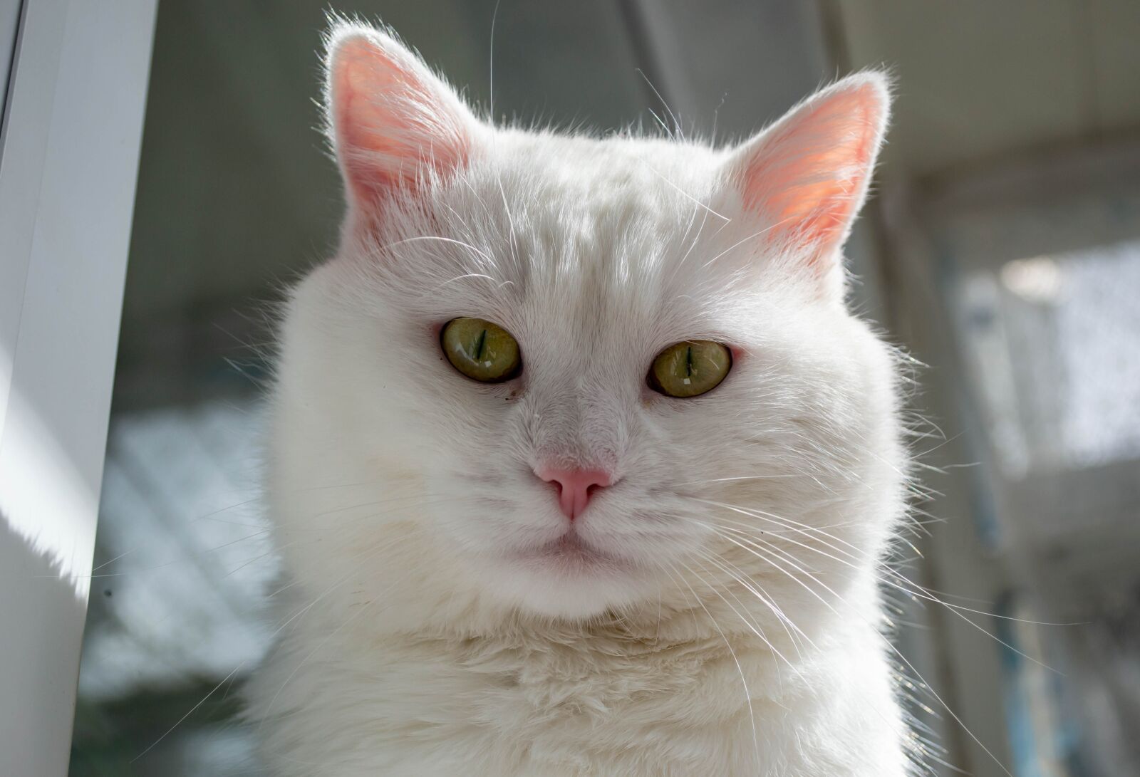 Nikon D3100 sample photo. Cat, white, feline photography