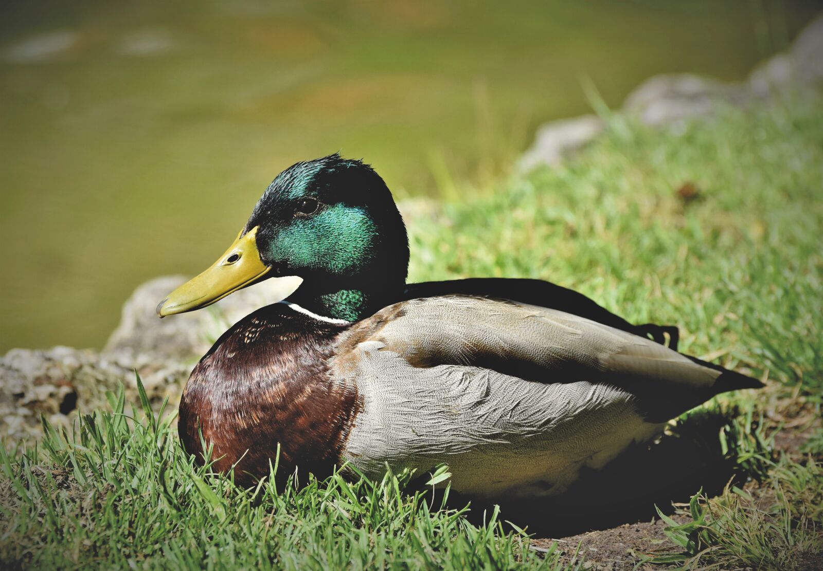Nikon D7200 sample photo. Mallard, duck, water bird photography