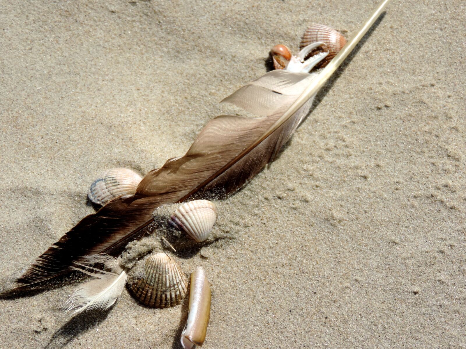 Nikon Coolpix P520 sample photo. Bird feather, sand beach photography