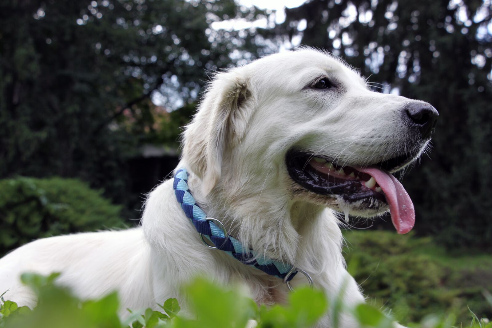 Canon EOS 50D sample photo. Dog, zlatni retriver, gold photography