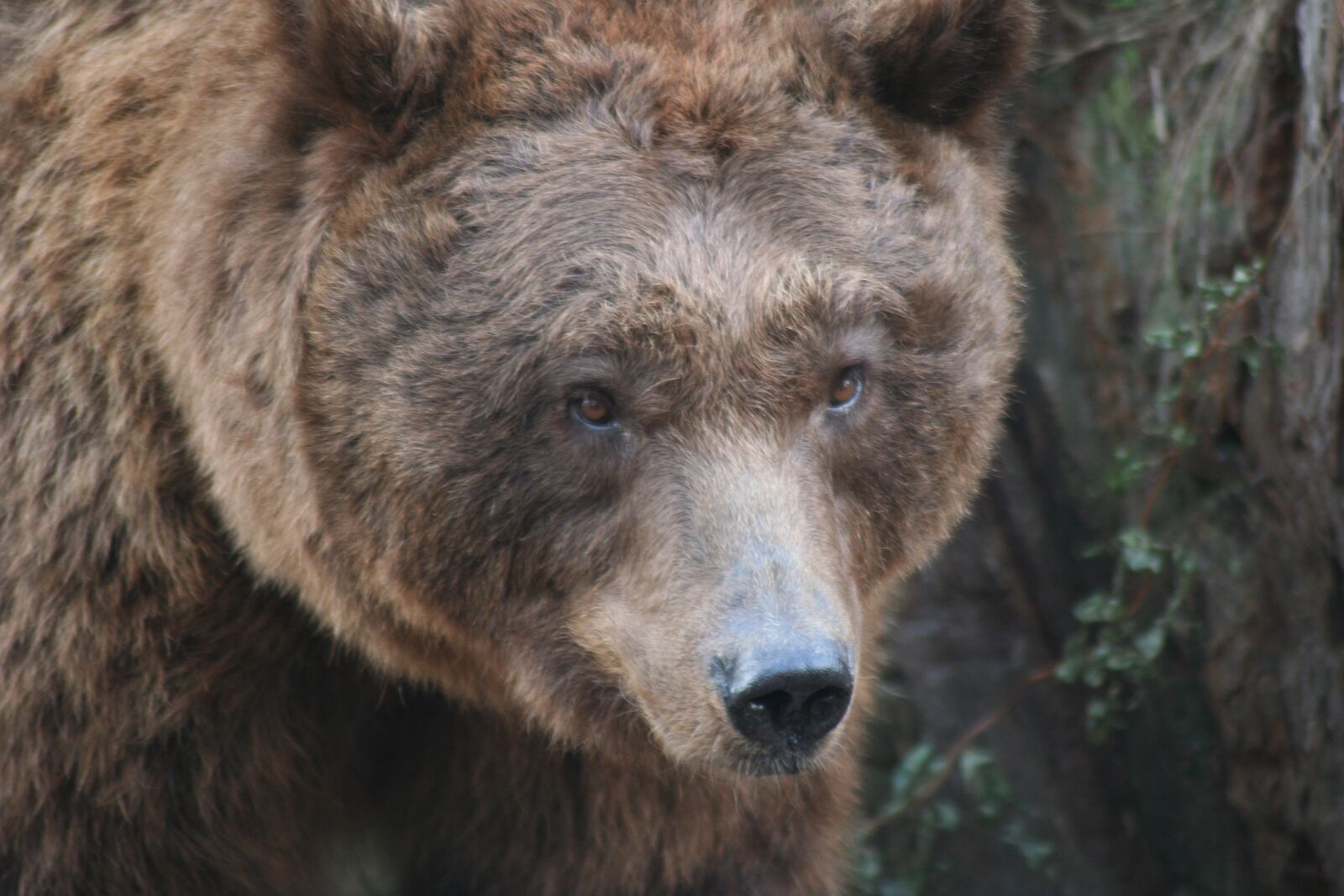 Canon EOS 350D (EOS Digital Rebel XT / EOS Kiss Digital N) sample photo. Brown bear, animal, zoo photography
