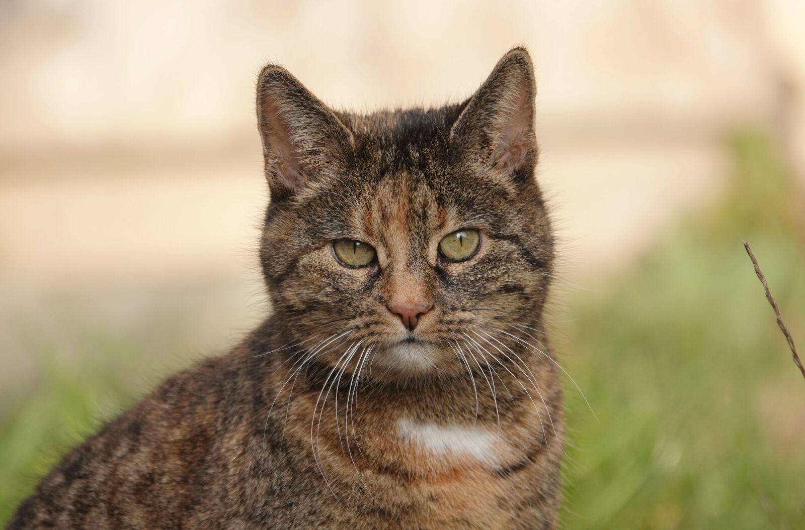 Sony Cyber-shot DSC-RX10 IV sample photo. Cat, close up, view photography