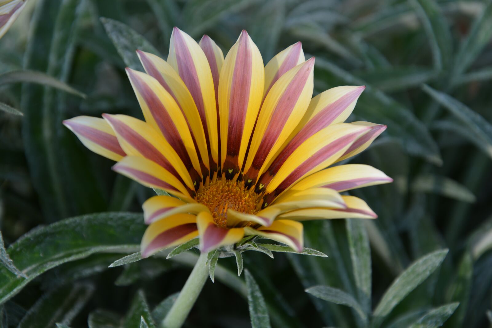 Nikon D5200 sample photo. Gazania, flower, nature photography
