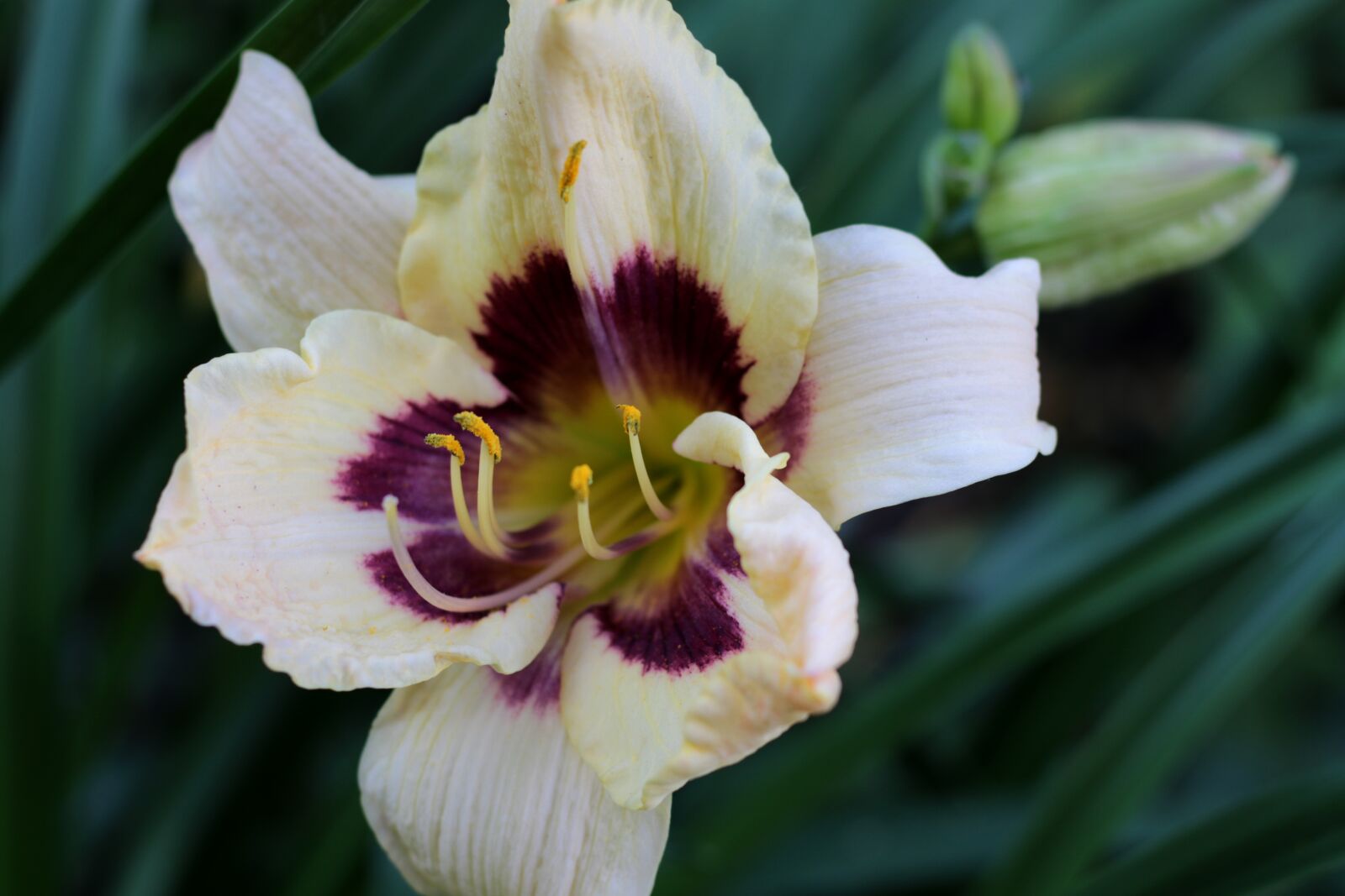 Canon EOS 7D Mark II sample photo. Hemerocallis moonlit masquerade, daylily photography