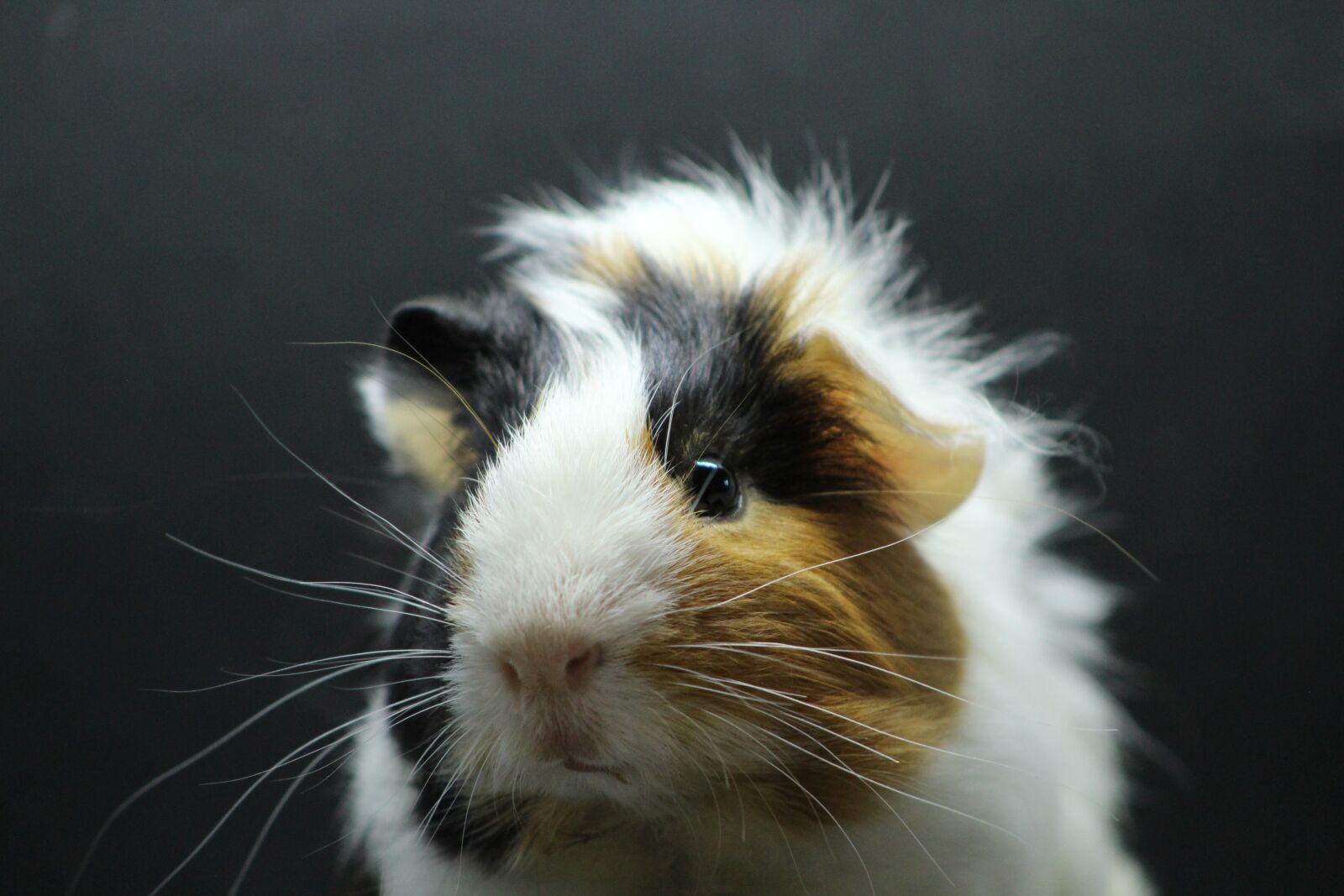 Canon EOS 700D (EOS Rebel T5i / EOS Kiss X7i) sample photo. Sea pig fur, animal photography