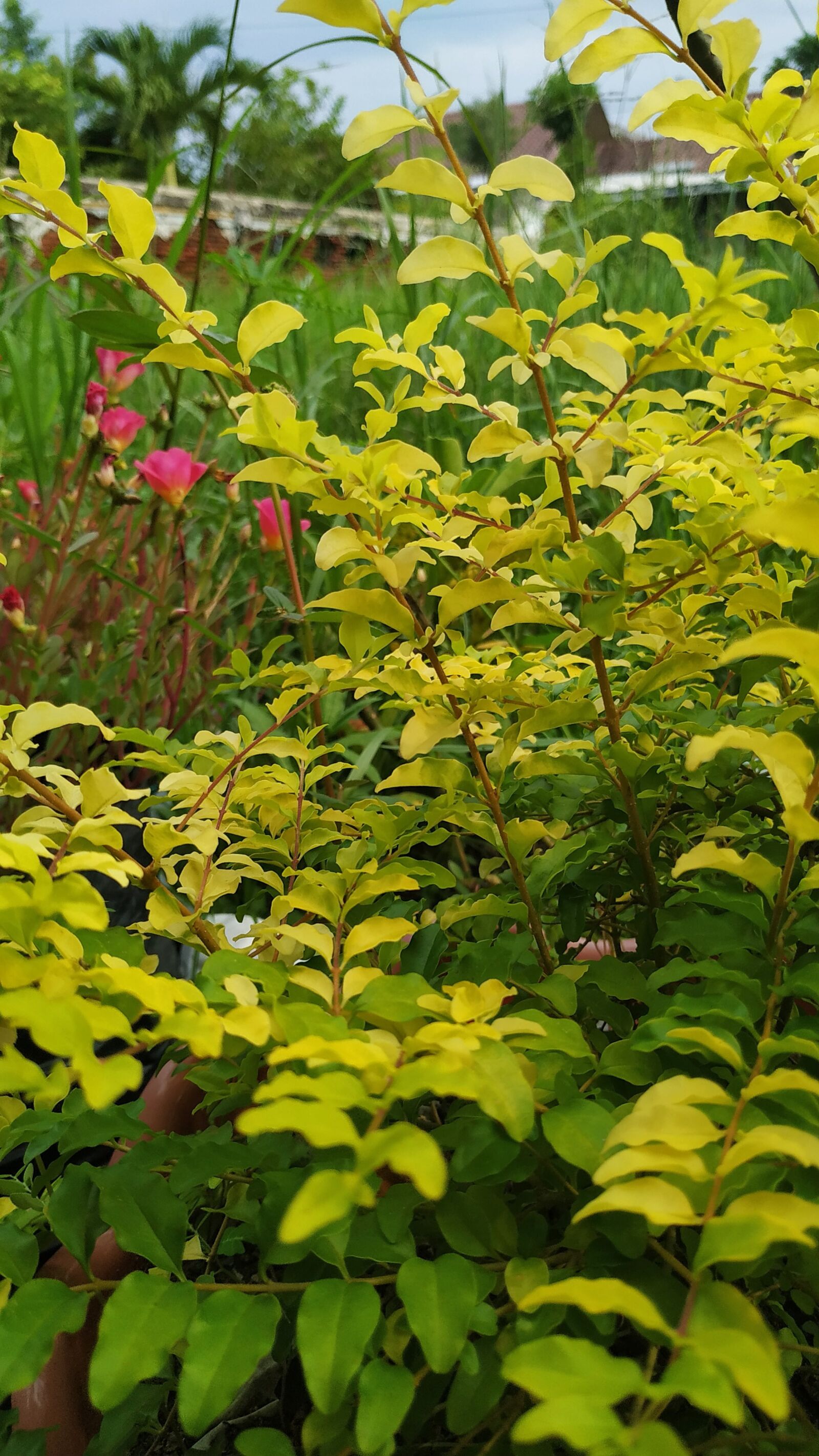 Xiaomi Redmi Note 6 Pro sample photo. Plants, flowers, grass photography