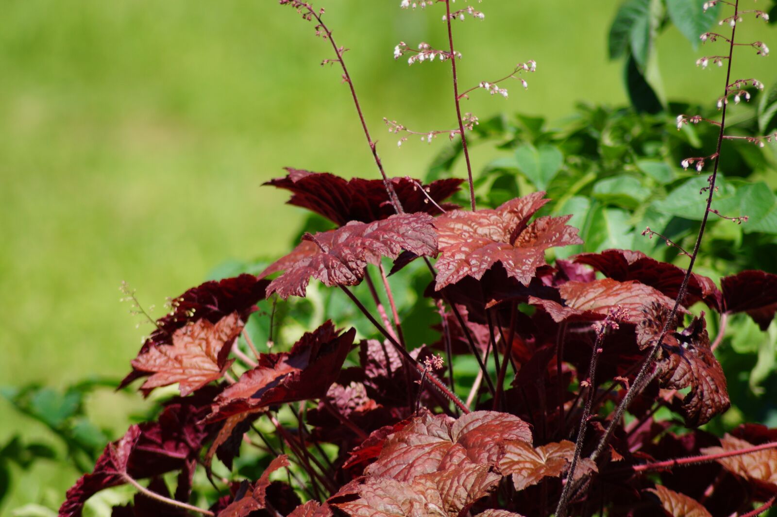 Sony SLT-A58 sample photo. Garden, macro, macro photography photography