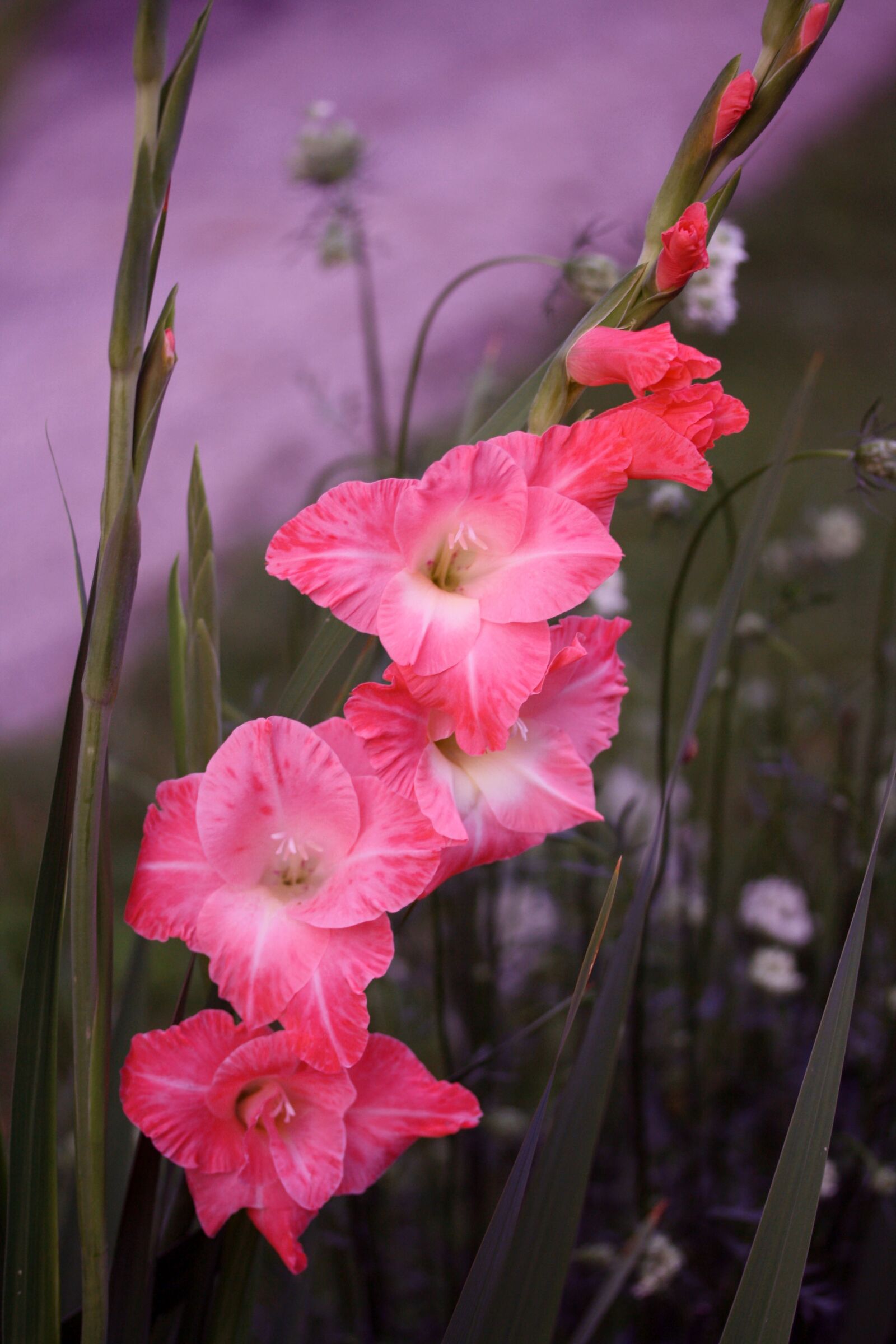 Canon EOS 1000D (EOS Digital Rebel XS / EOS Kiss F) sample photo. Pink gladiola flower, gladiola photography