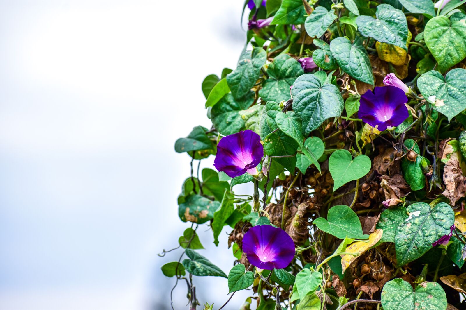 Nikon D3400 sample photo. Flower, violet, purple photography