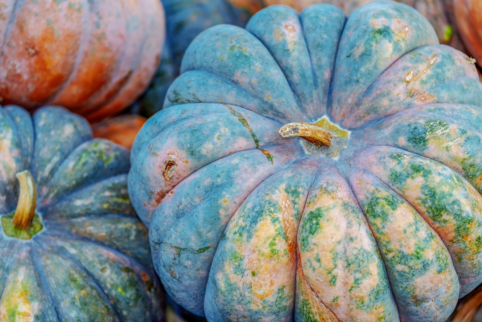 Fujifilm XF 55-200mm F3.5-4.8 R LM OIS sample photo. Pumpkin, mini musk, small photography