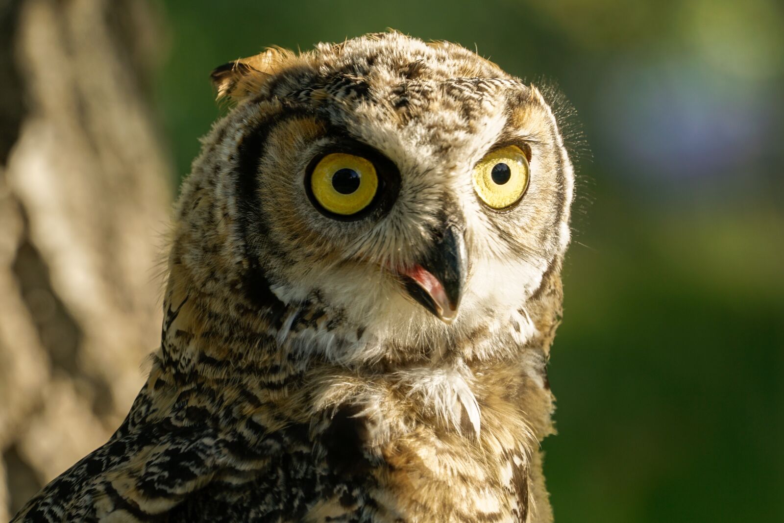 Sony a6300 sample photo. Owl, grey-horned, wild photography