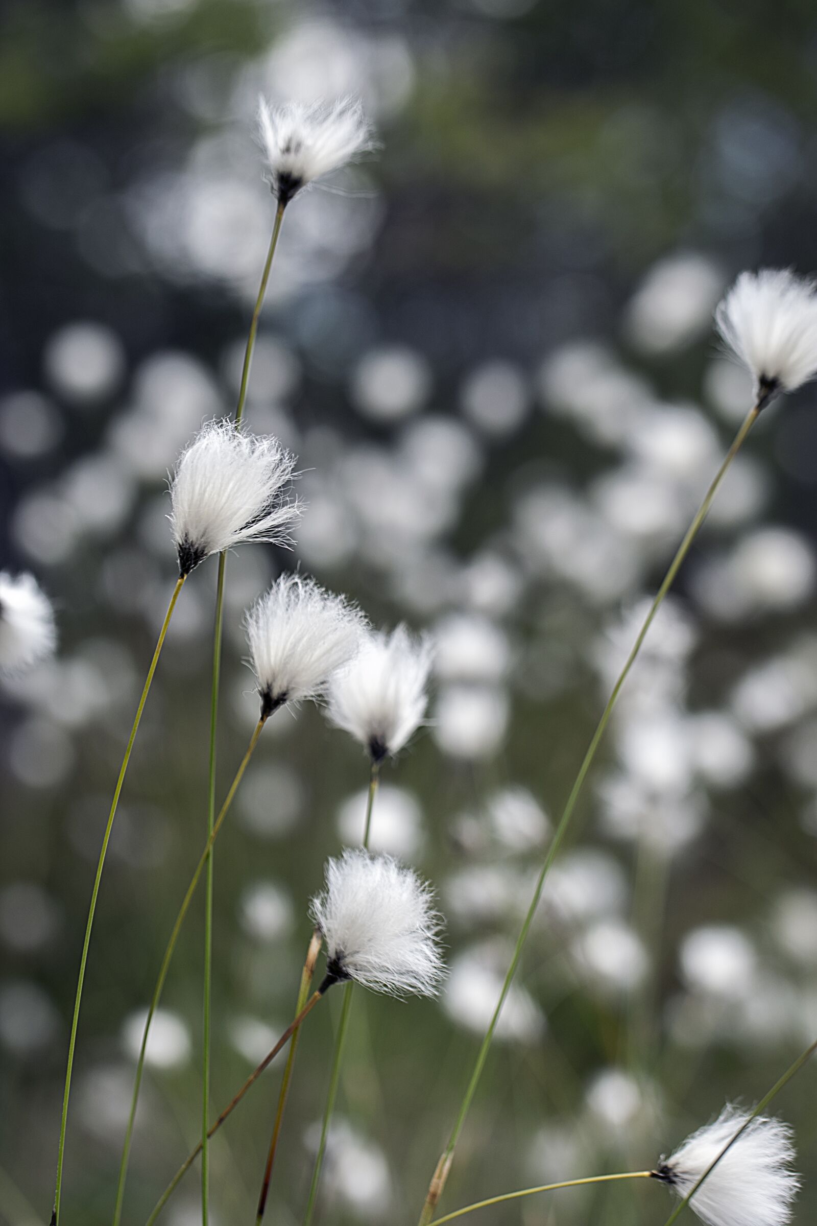 Nikon D3300 sample photo. Swamp, suovilla, flower photography