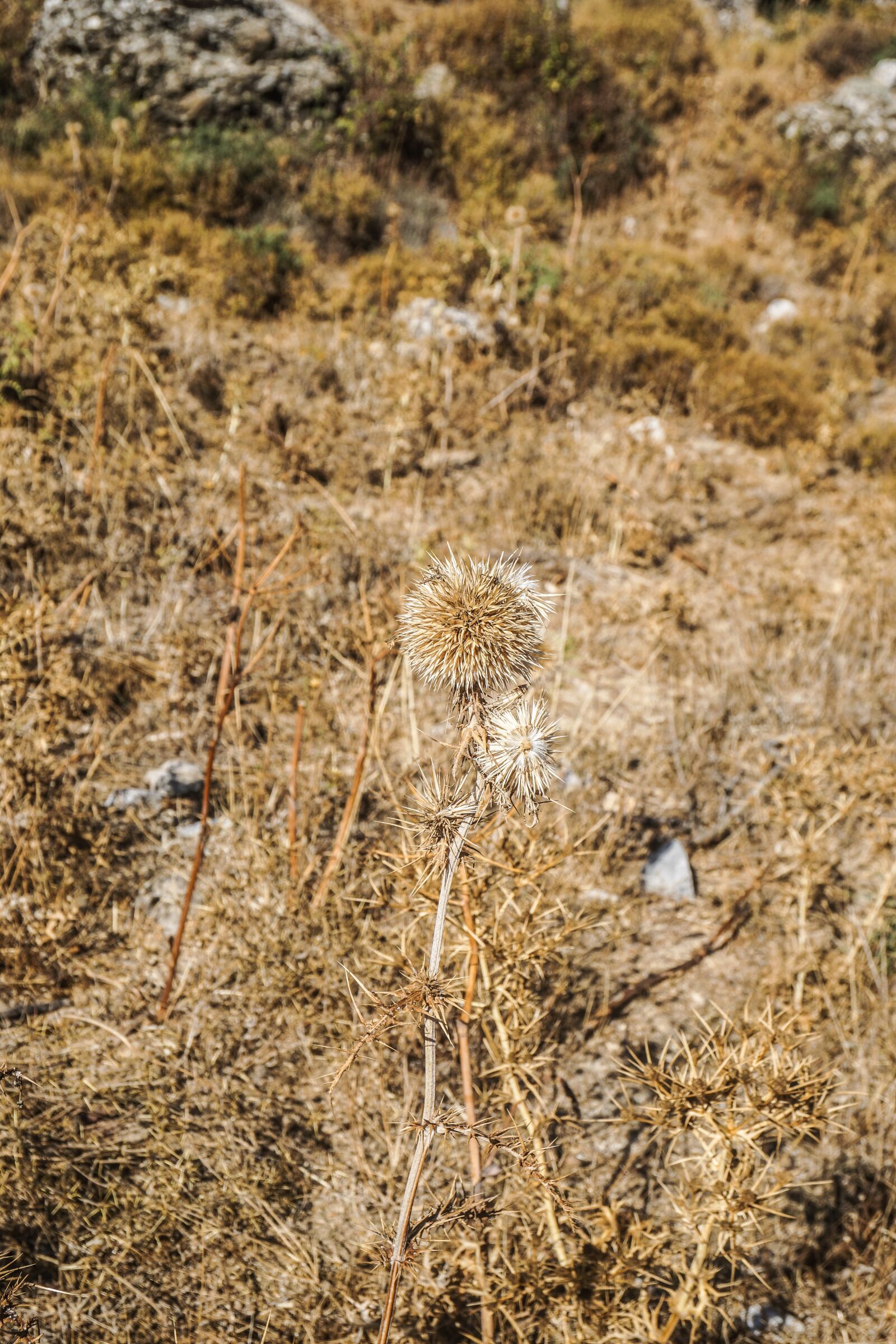 Sony a6000 sample photo. Thistle, dry, faded photography