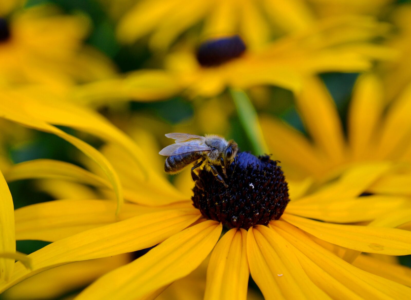 Nikon D3100 sample photo. Ordinary sonnenhut, honey bee photography