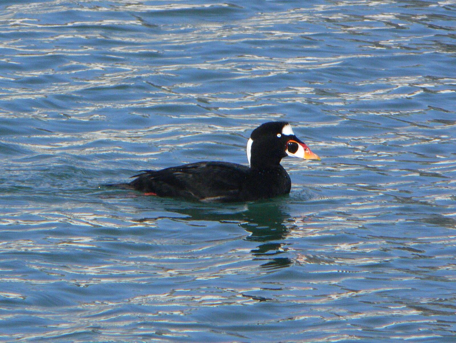Panasonic DMC-FZ30 sample photo. Black and white, seaduck photography