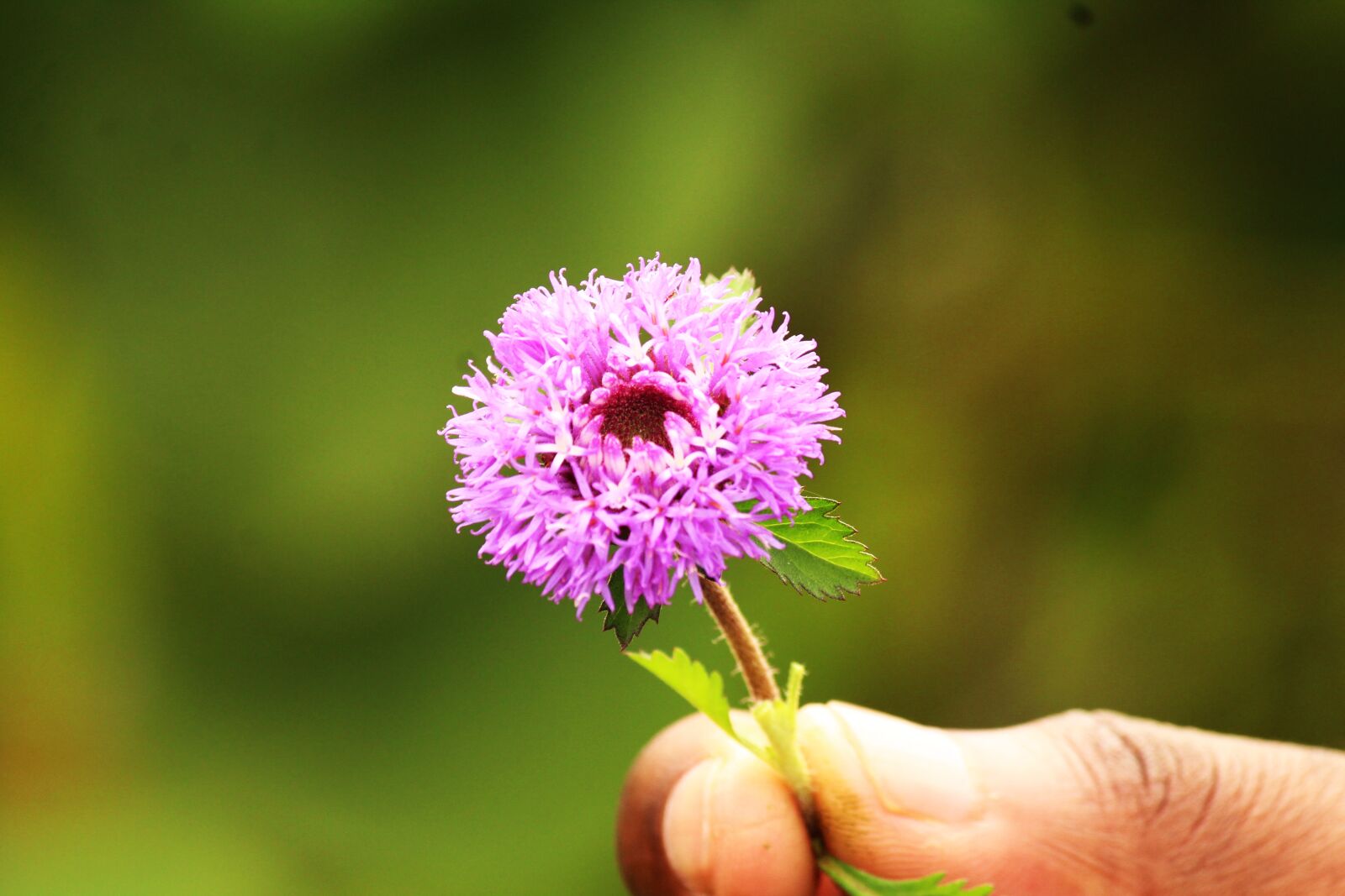 Canon EOS 1300D (EOS Rebel T6 / EOS Kiss X80) sample photo. Flower, pink, nature photography