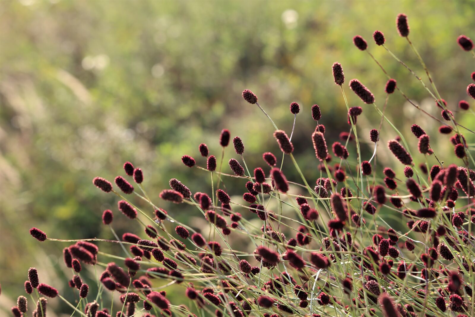 Canon EF 70-300 F4-5.6 IS II USM sample photo. Great burnet, sanguisorba officinalis photography