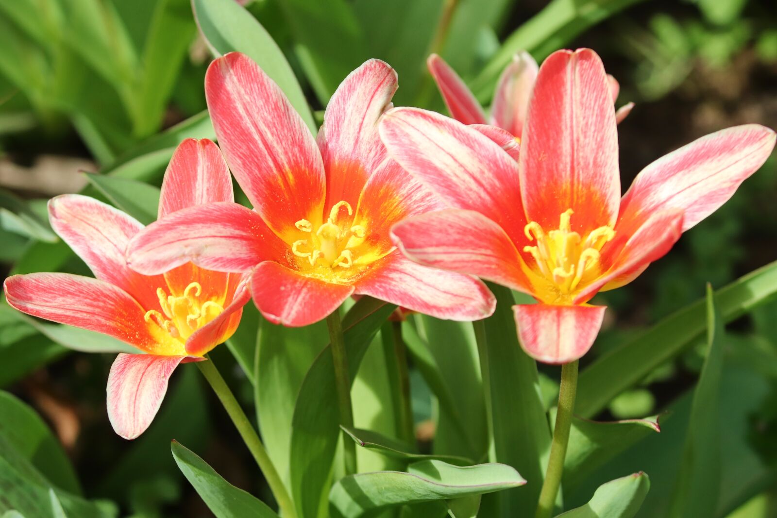 Canon EOS 200D (EOS Rebel SL2 / EOS Kiss X9) sample photo. Tulips, tulipa, schnittblume photography