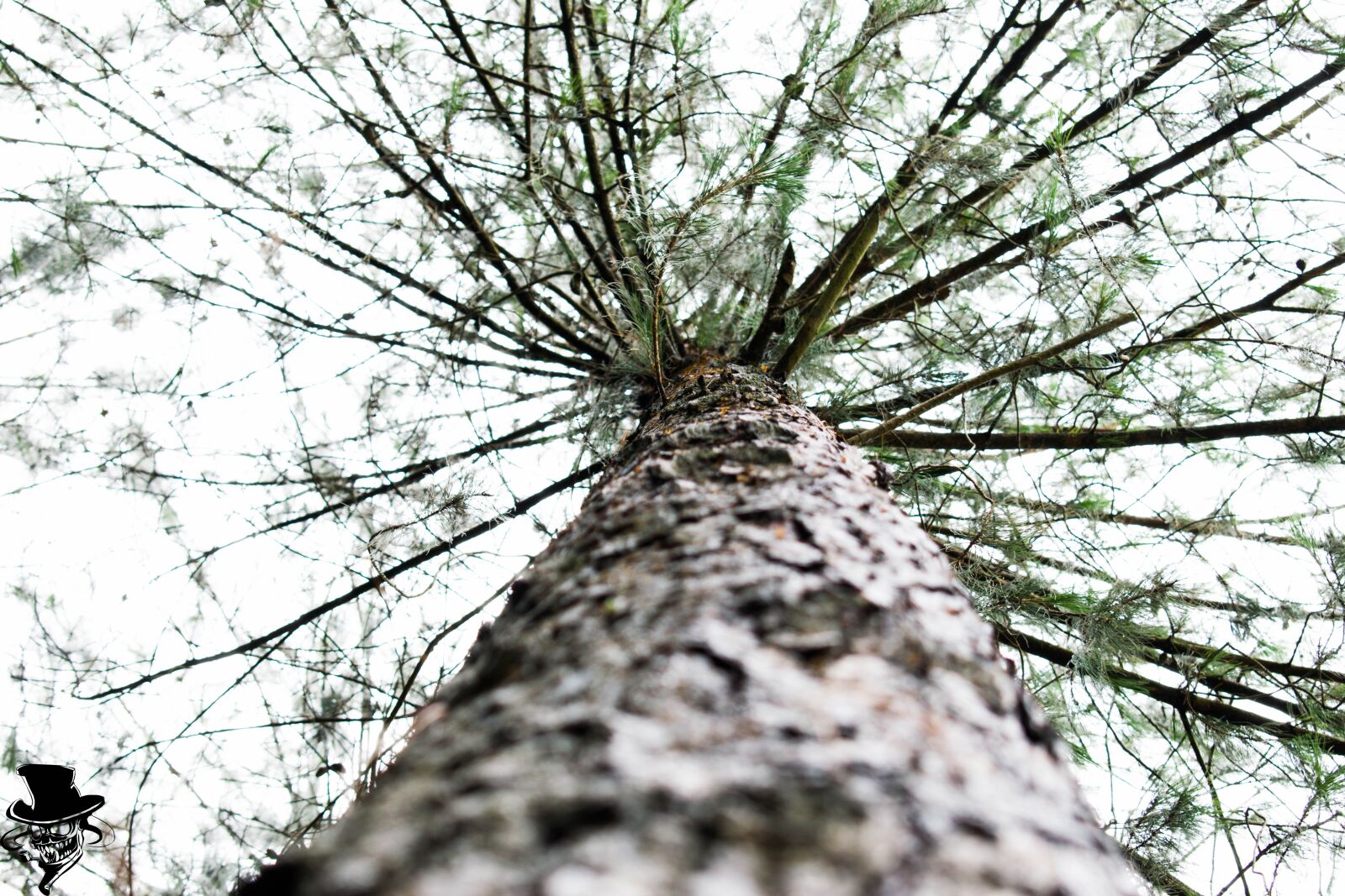 Nikon D5300 sample photo. Trees, mountain, colombia photography