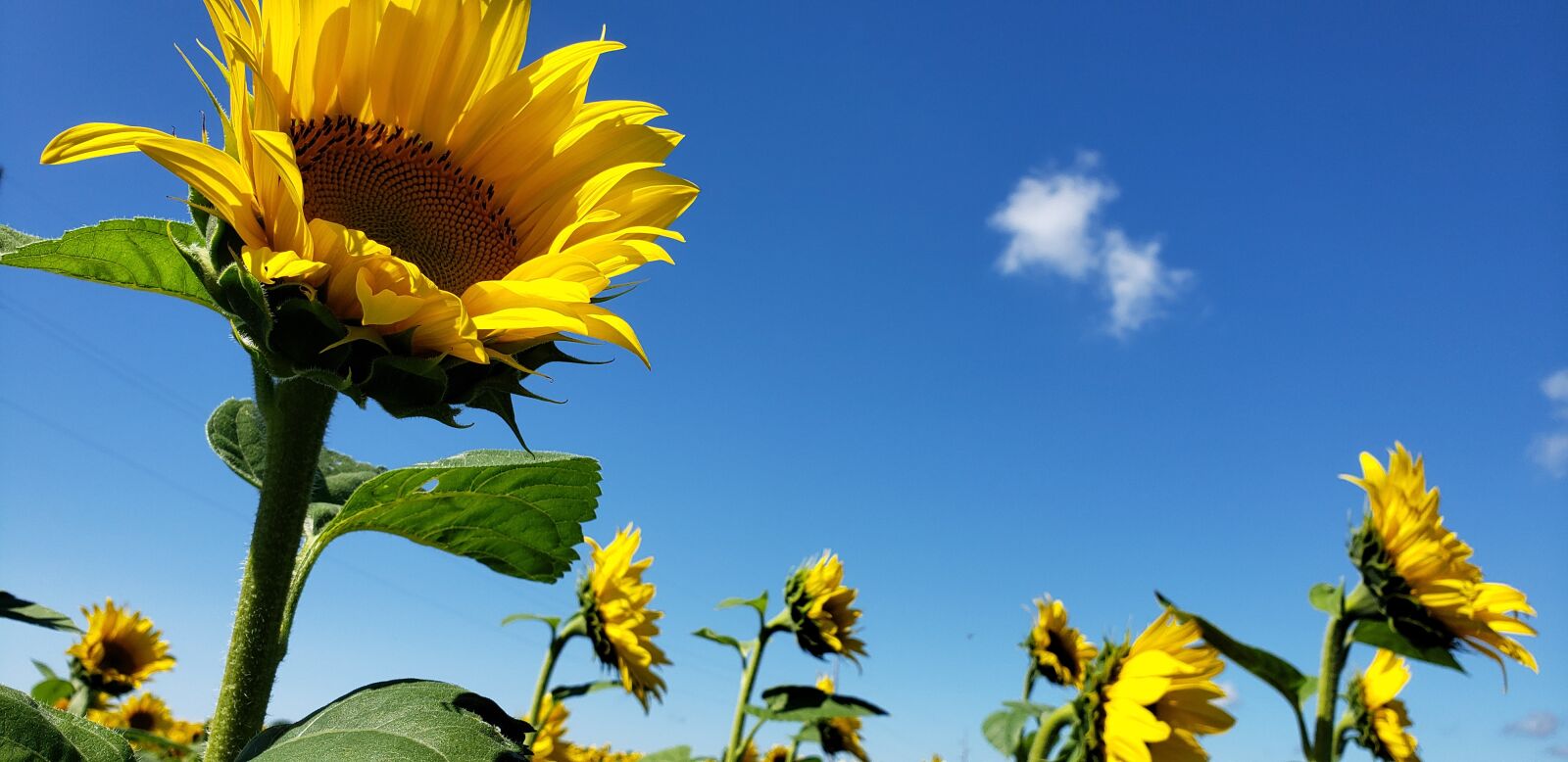 Samsung Galaxy S9 sample photo. Sunflowers, nature, mother nature photography