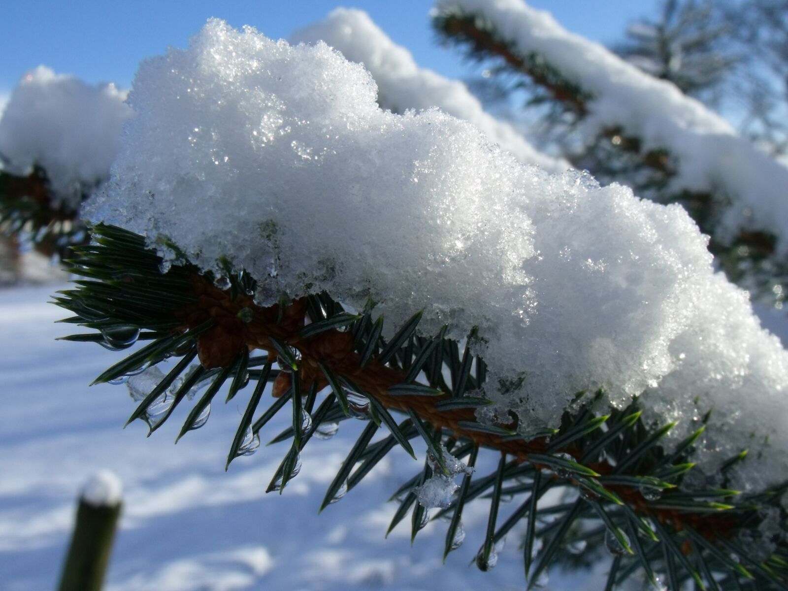 Fujifilm FinePix S1500 sample photo. Snow fir, snow, tannenzweig photography