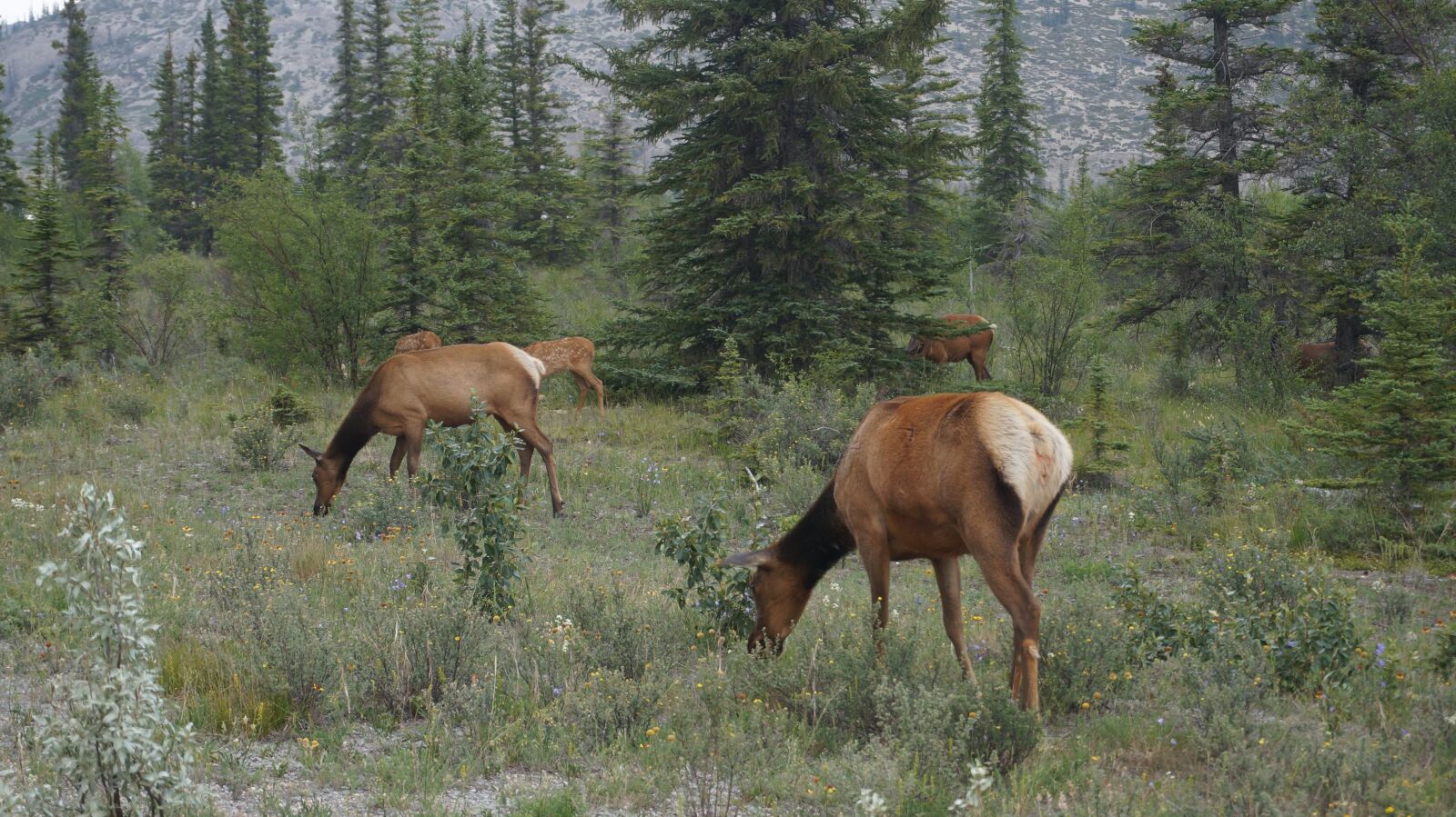 Sony Alpha NEX-5T sample photo. Elk, wilderness, canada photography