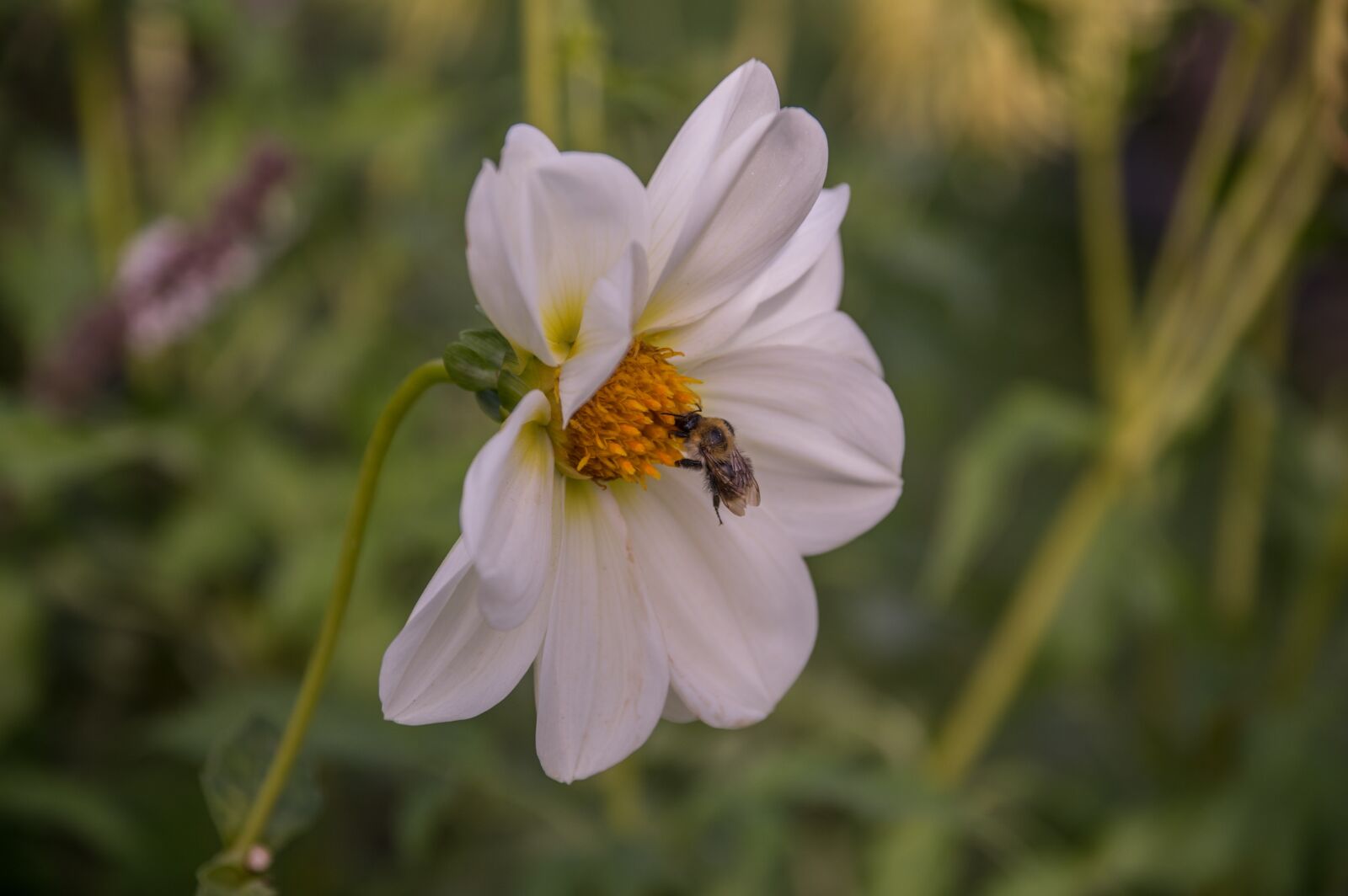 Pentax K-3 sample photo. Dahlia, bee, flower photography
