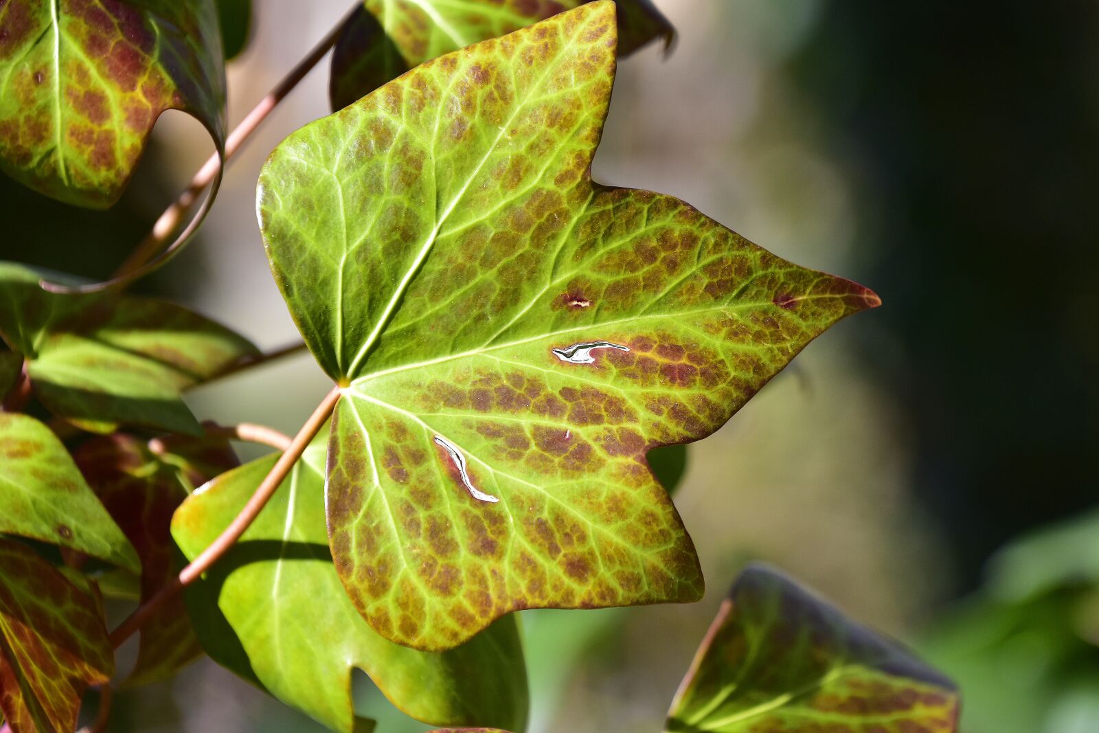 Nikon D7200 sample photo. Leaf, nature, plant photography