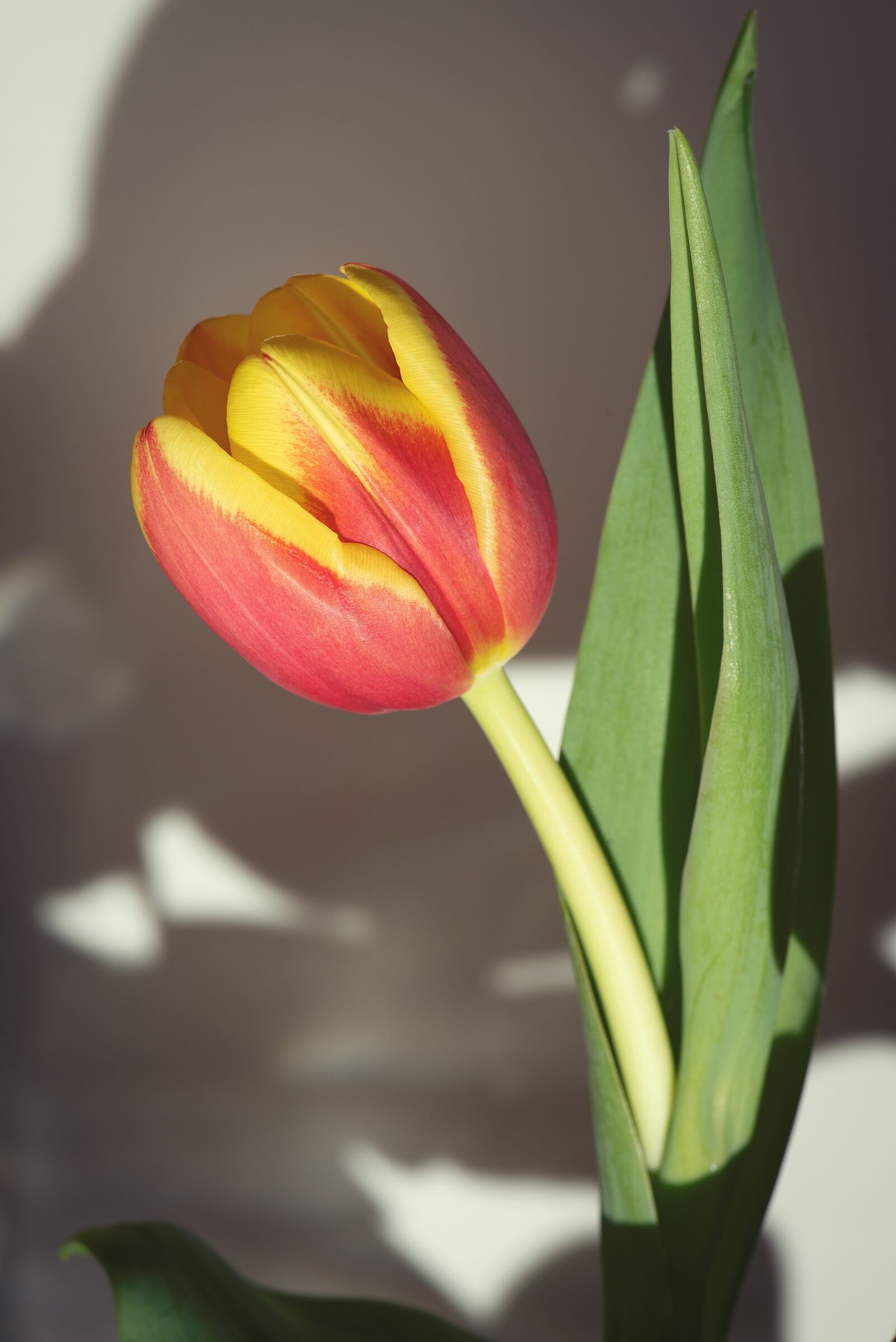 Nikon D750 sample photo. Flower, tulip, orange photography