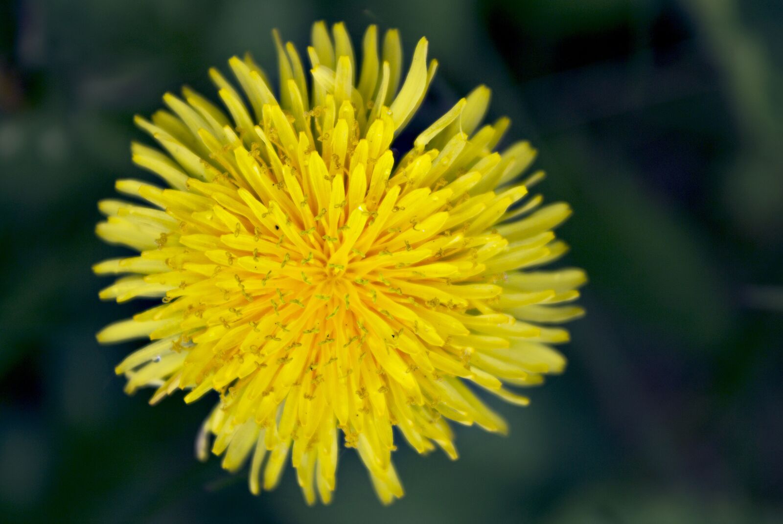 Canon EOS 1100D (EOS Rebel T3 / EOS Kiss X50) sample photo. Dandelion, flower, close up photography