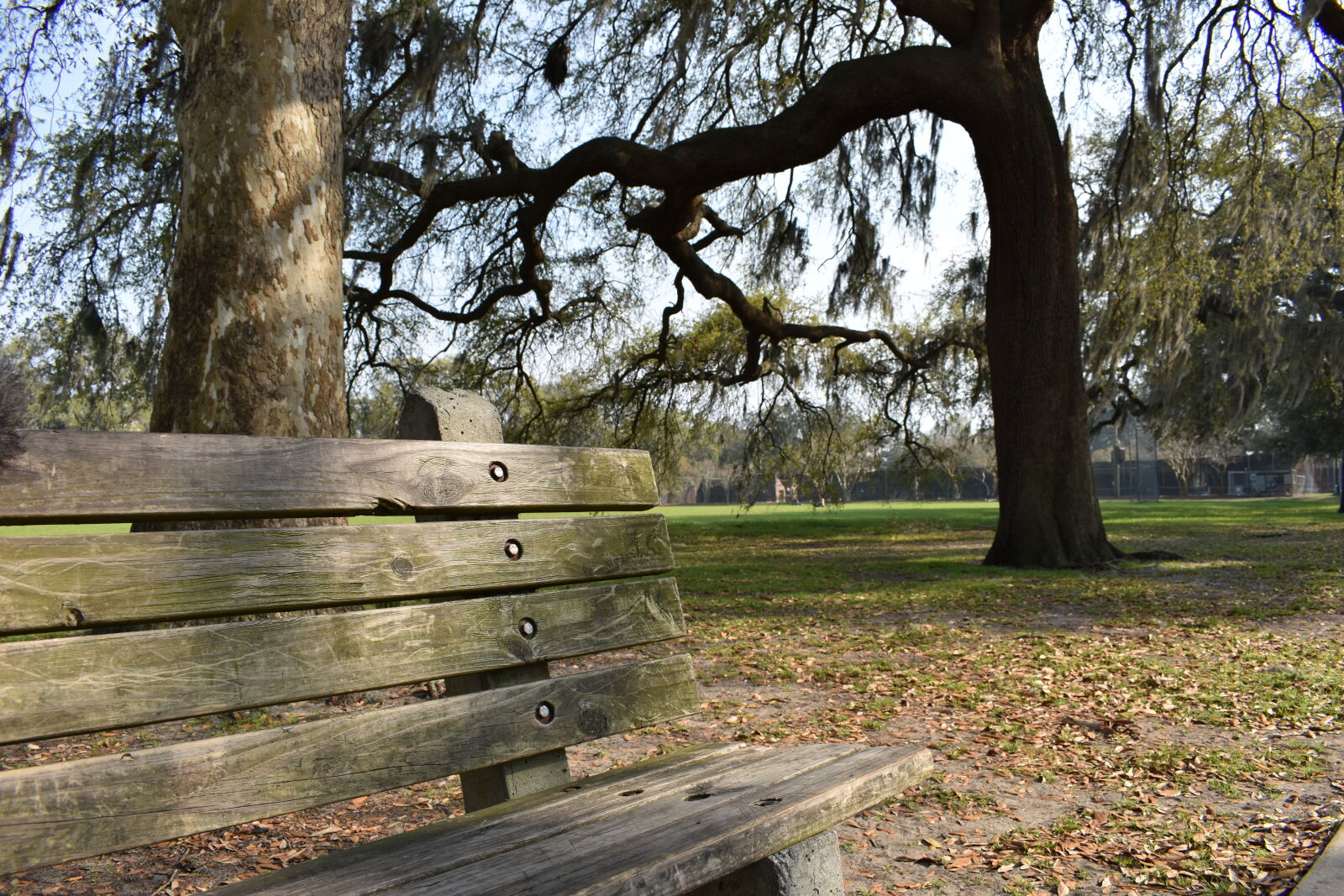 Nikon AF-P DX Nikkor 18-55mm F3.5-5.6G sample photo. Art, bench, forsythpark, georgia photography