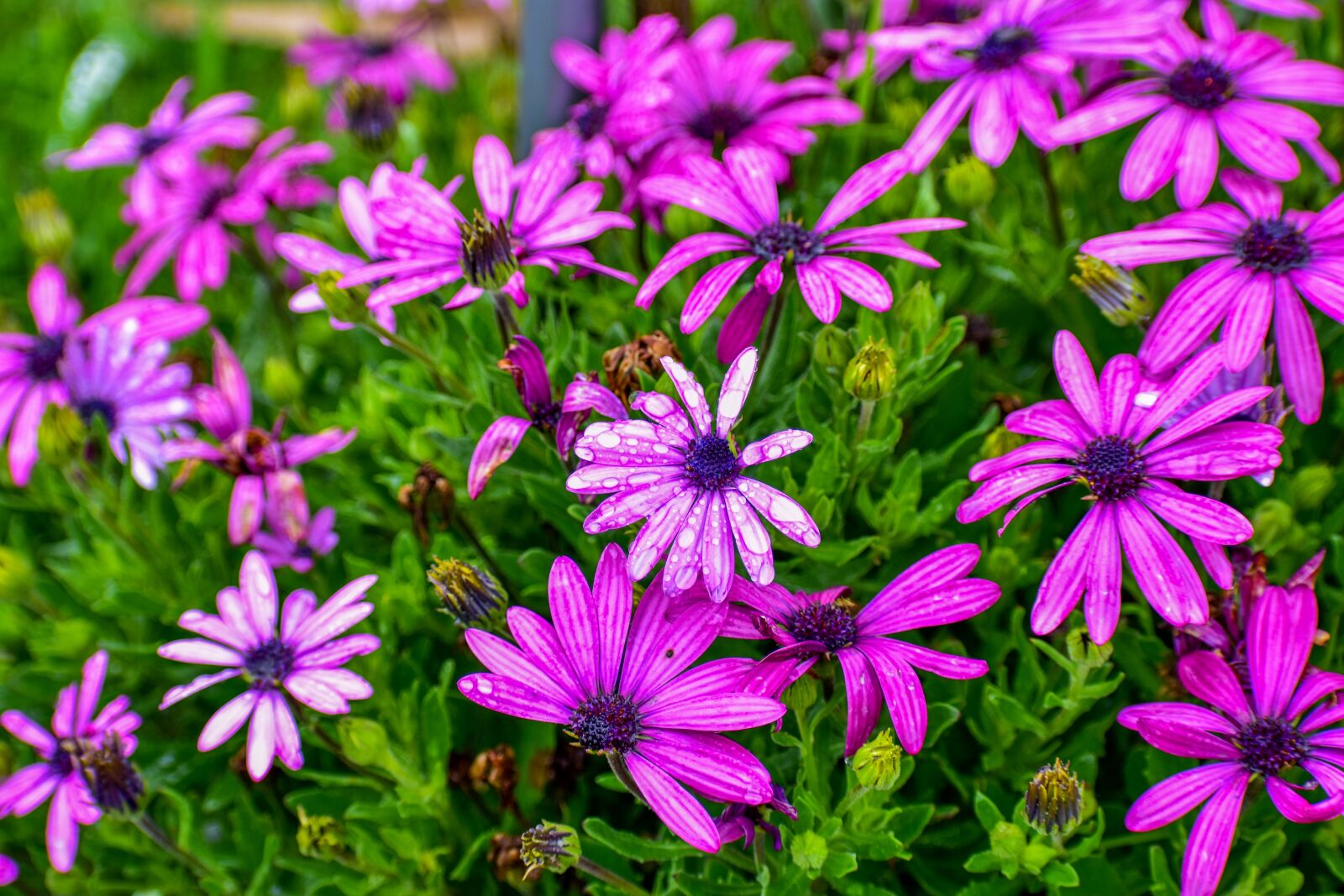 Nikon D3400 sample photo. Beautiful blooms, g rbel photography
