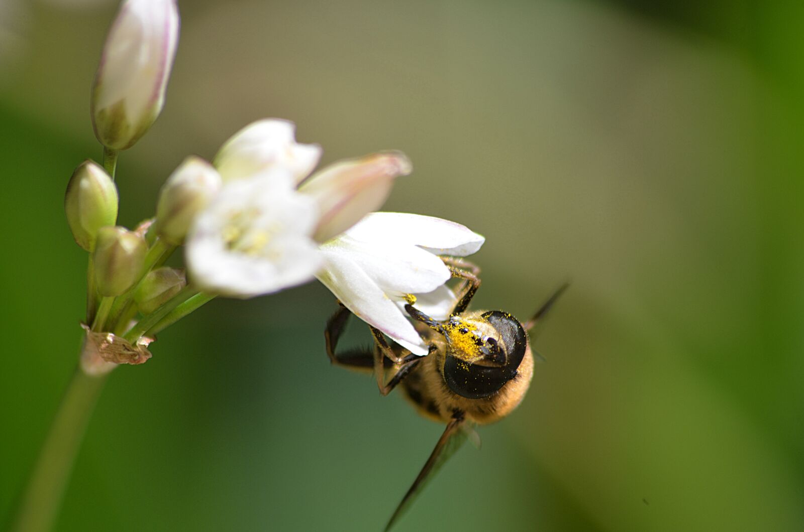 Nikon D5100 sample photo. Bee, insect, pollen photography