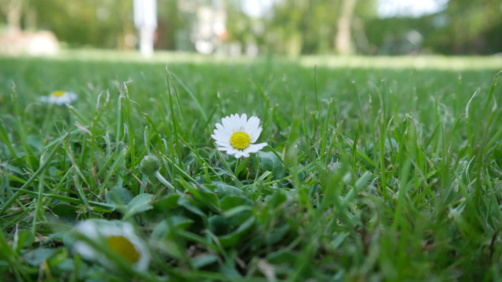 Panasonic DMC-G70 sample photo. Grass, meadow, plant photography