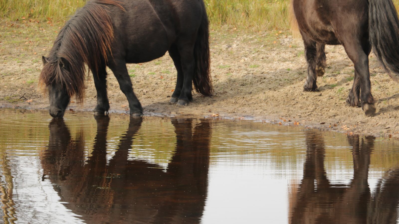 Canon EOS 750D (EOS Rebel T6i / EOS Kiss X8i) sample photo. Horse, horses, nature photography