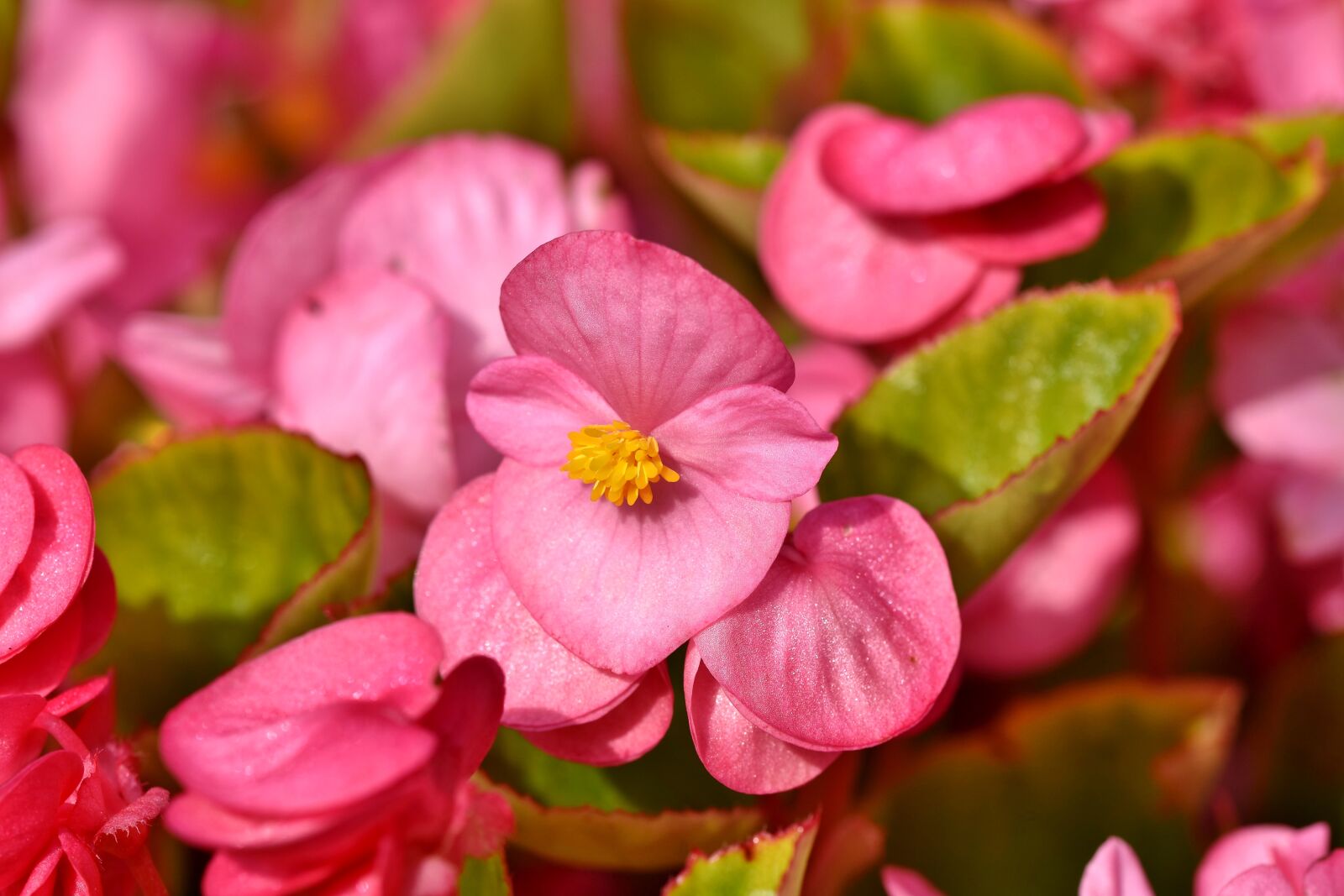 Nikon D7200 sample photo. Begonia, schiefblatt, skew sheet photography