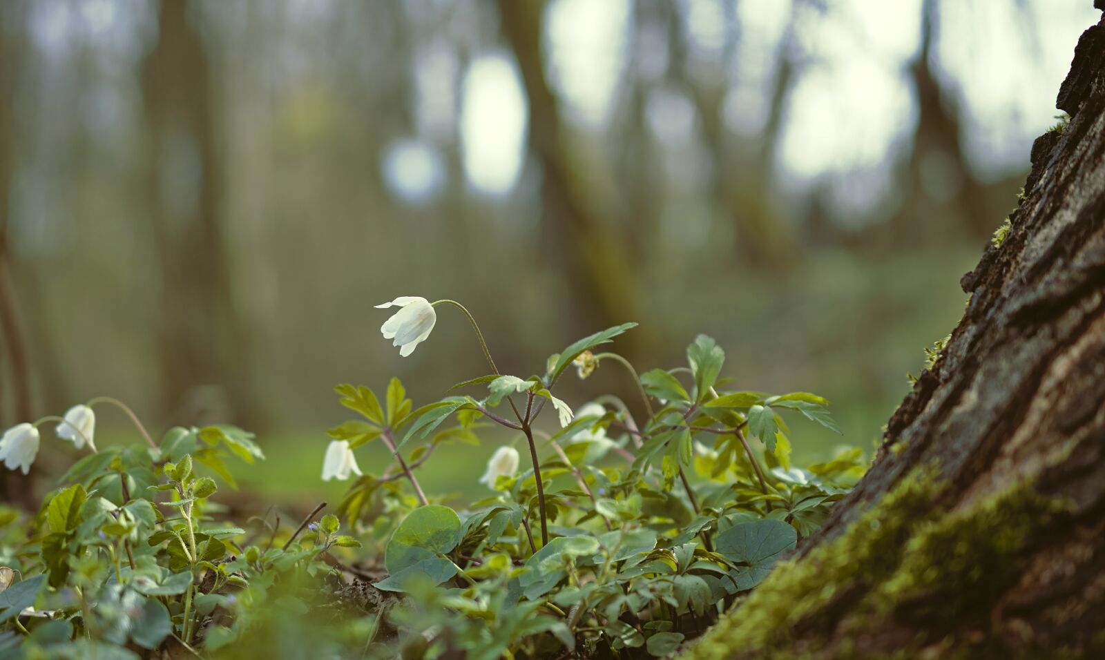 Nikon D5600 sample photo. Anemones, wood anemone, waldanemone photography