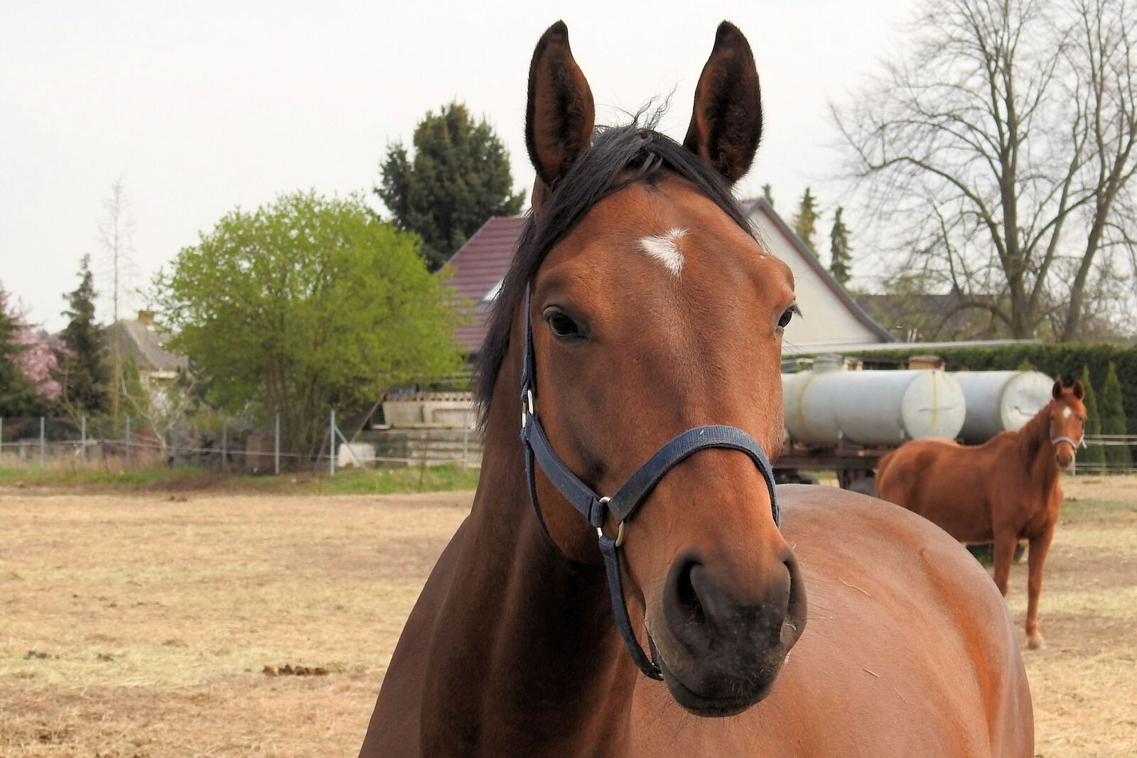 Nikon Coolpix P900 sample photo. Farm, mammal, horse photography