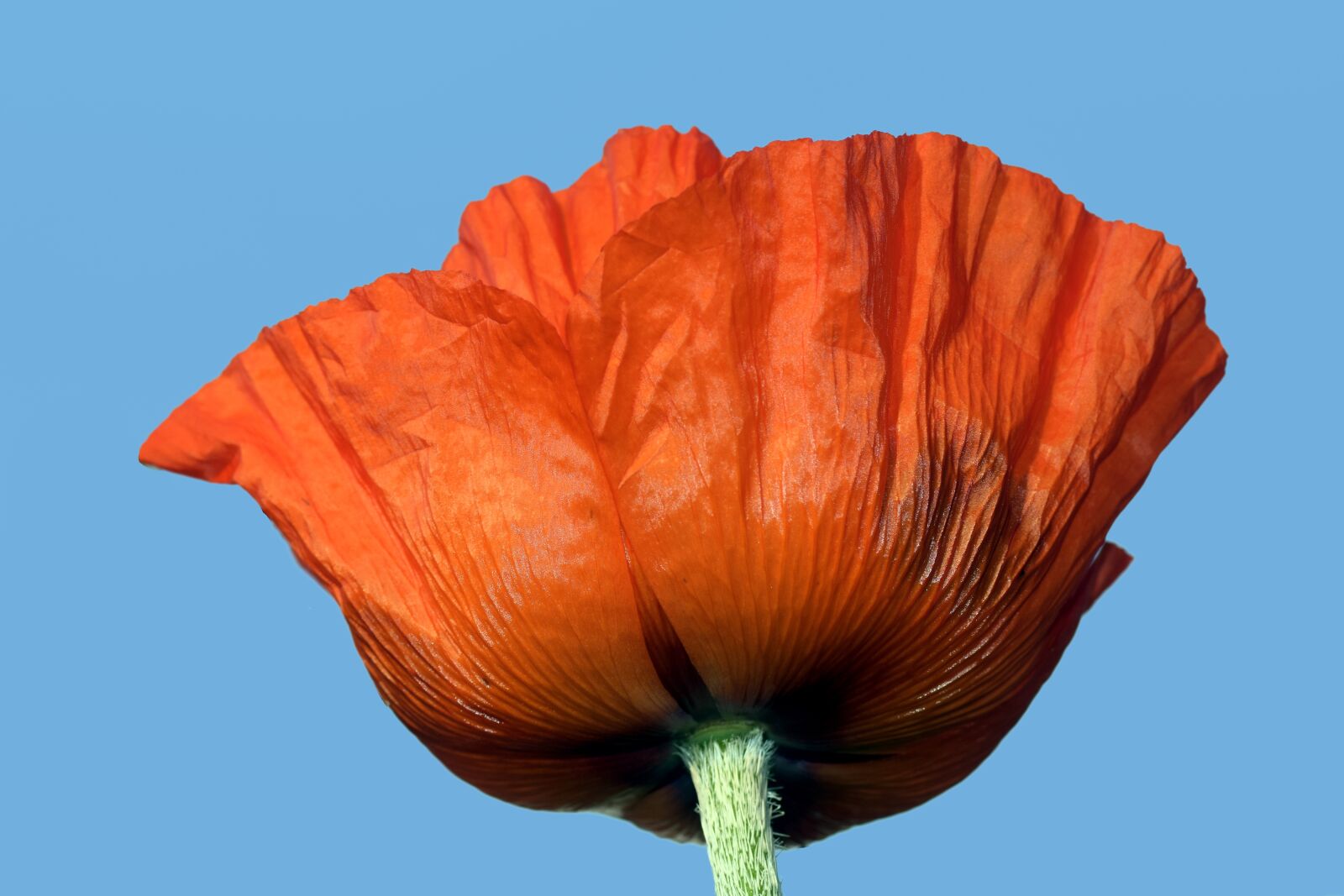 Nikon D3300 sample photo. Poppy, blossom, bloom photography