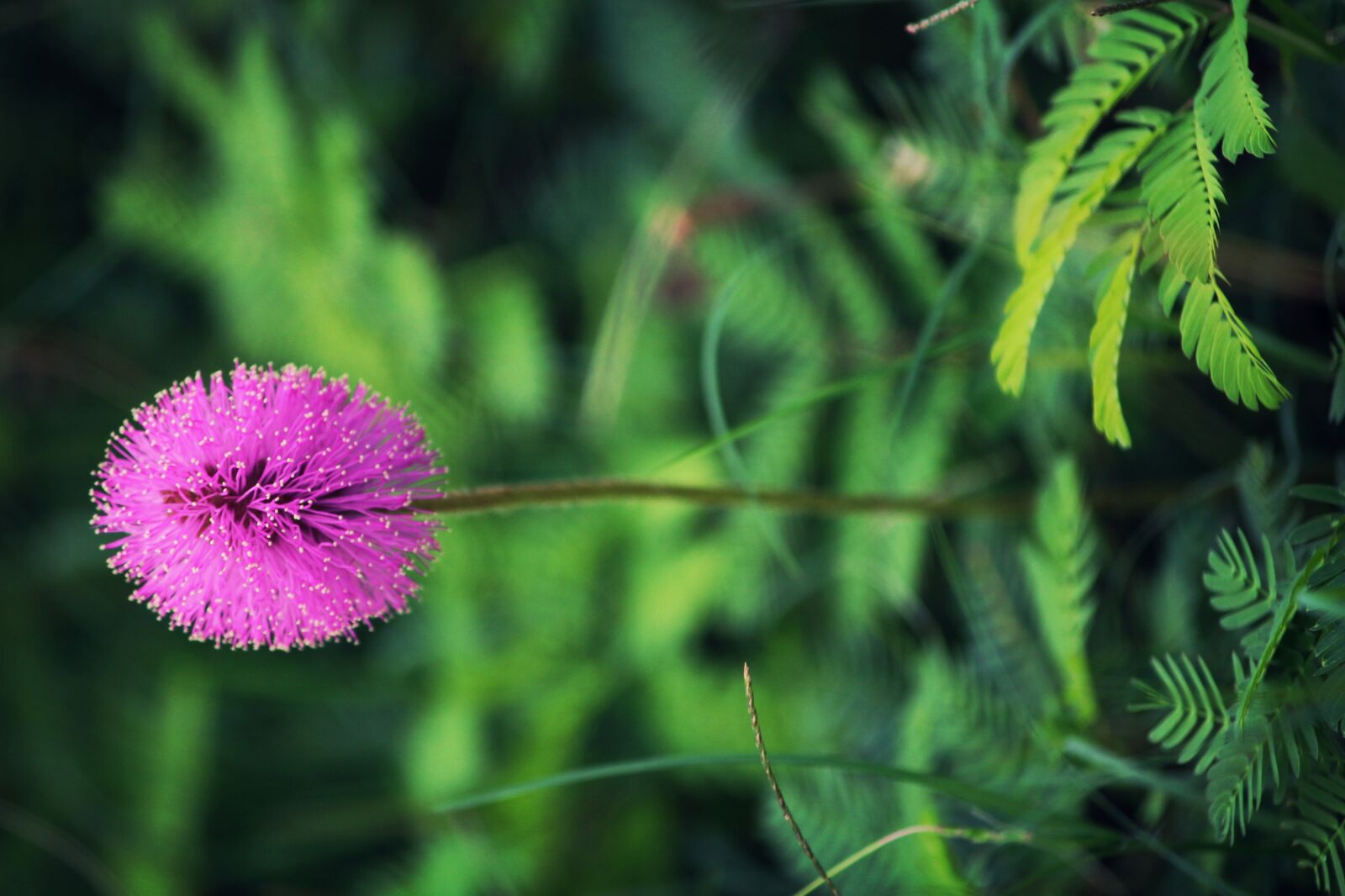 Canon EOS 550D (EOS Rebel T2i / EOS Kiss X4) sample photo. Sensitive plant, flower, plant photography