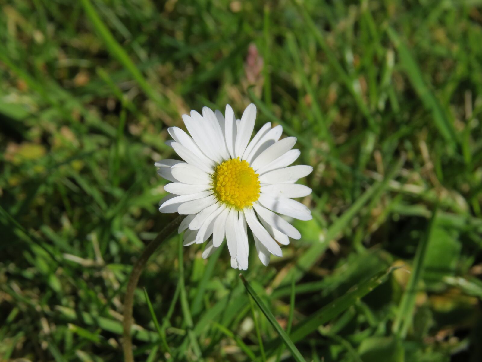 Canon PowerShot SX50 HS sample photo. Daisy, flower, summer photography
