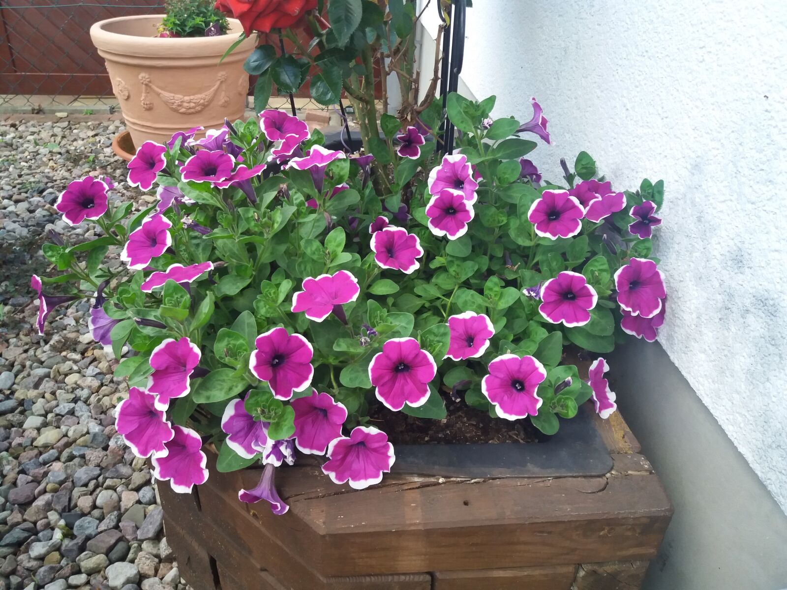 Samsung Galaxy J5(2016) sample photo. Spring, in the garden photography