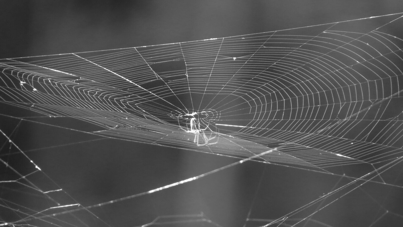 Canon PowerShot SX50 HS sample photo. Landscape, web, black and photography