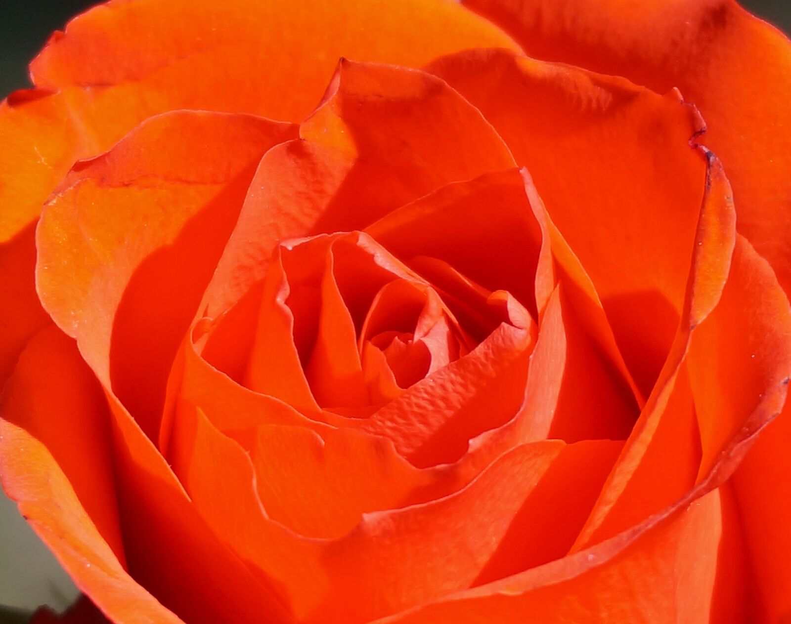 Sony Alpha NEX-5T sample photo. Orange rose close-up, rose photography