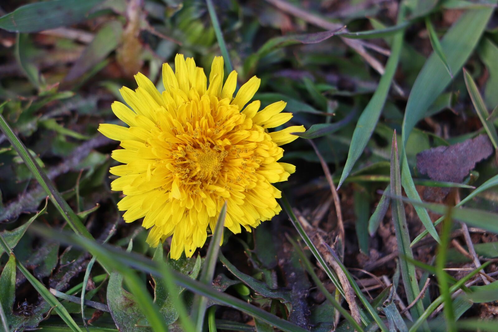 Canon EOS 200D (EOS Rebel SL2 / EOS Kiss X9) sample photo. Spring, city, flower photography