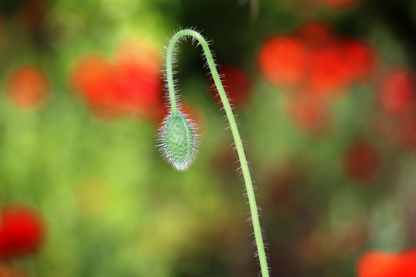 Canon EOS 80D sample photo. Nature, flower, flora photography