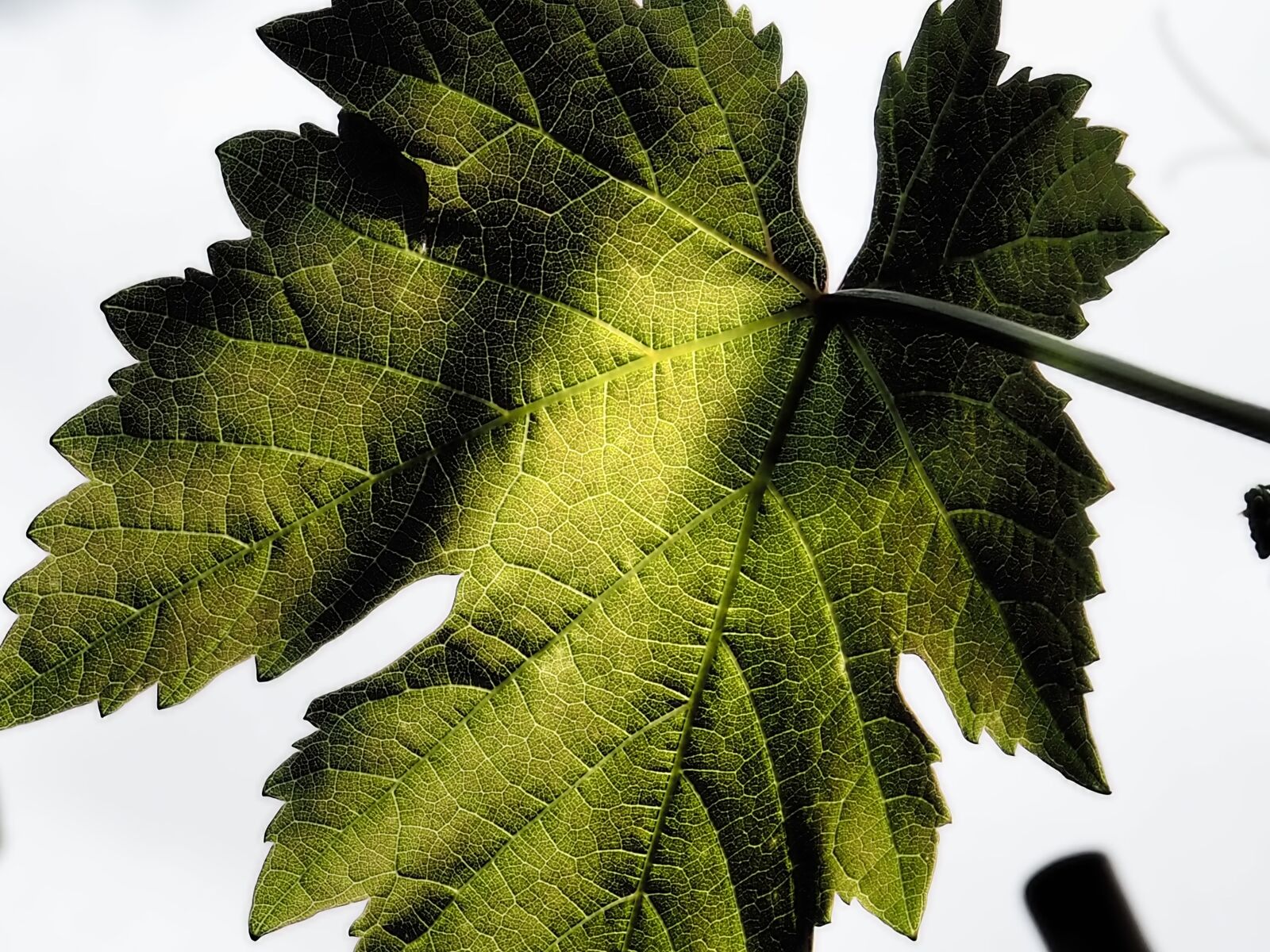 Olympus OM-D E-M10 sample photo. Wine leaf, nature, winegrowing photography