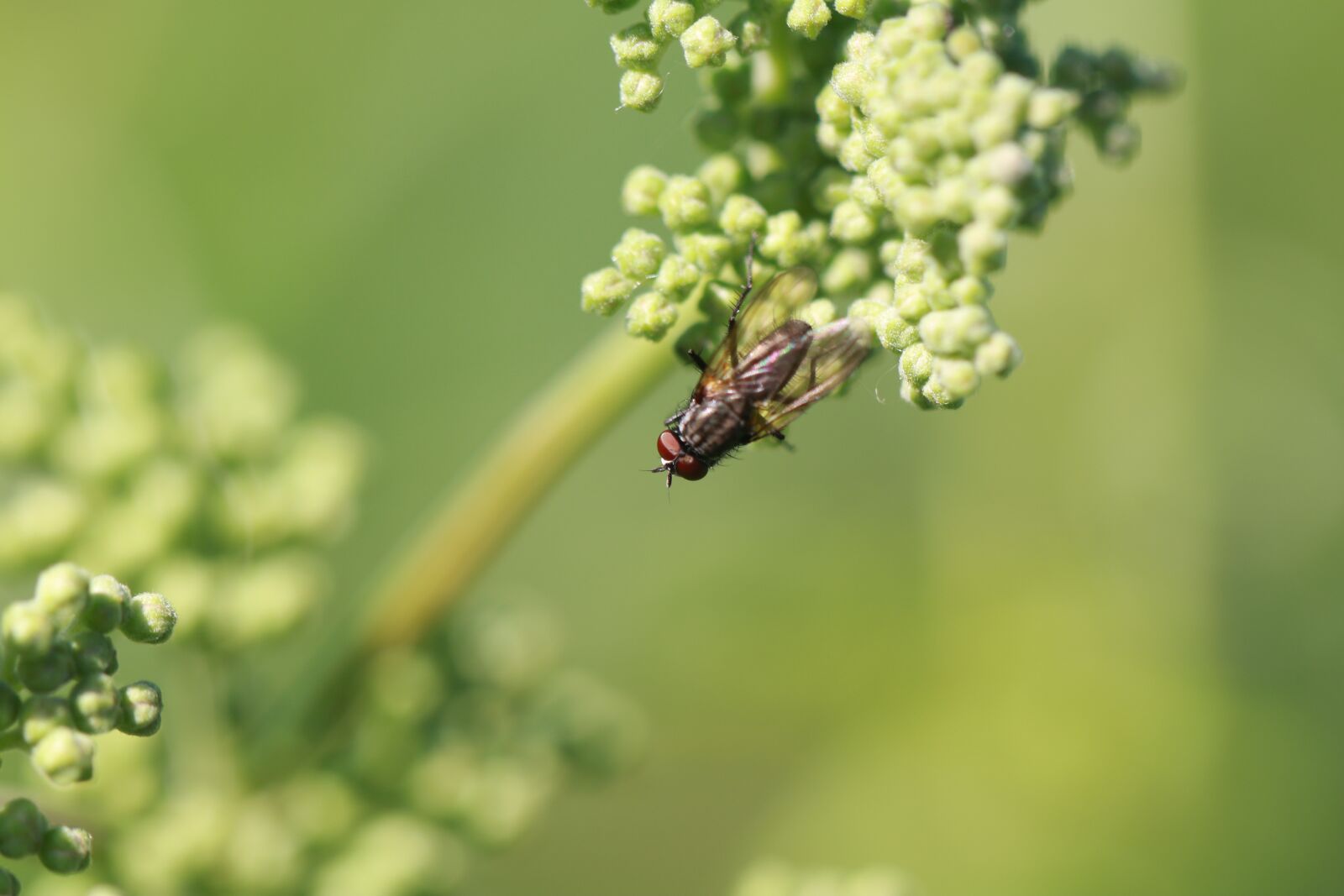 Canon EF 100mm F2.8L Macro IS USM sample photo. Fly, insect, macro photography