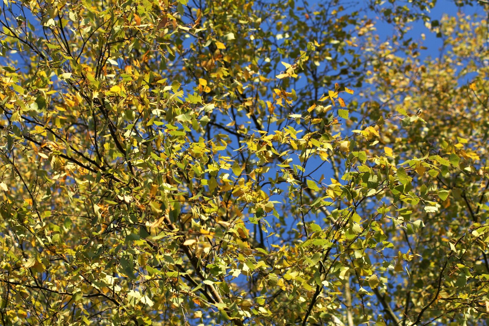 Canon EOS 1000D (EOS Digital Rebel XS / EOS Kiss F) sample photo. Leaf, spring, nature photography