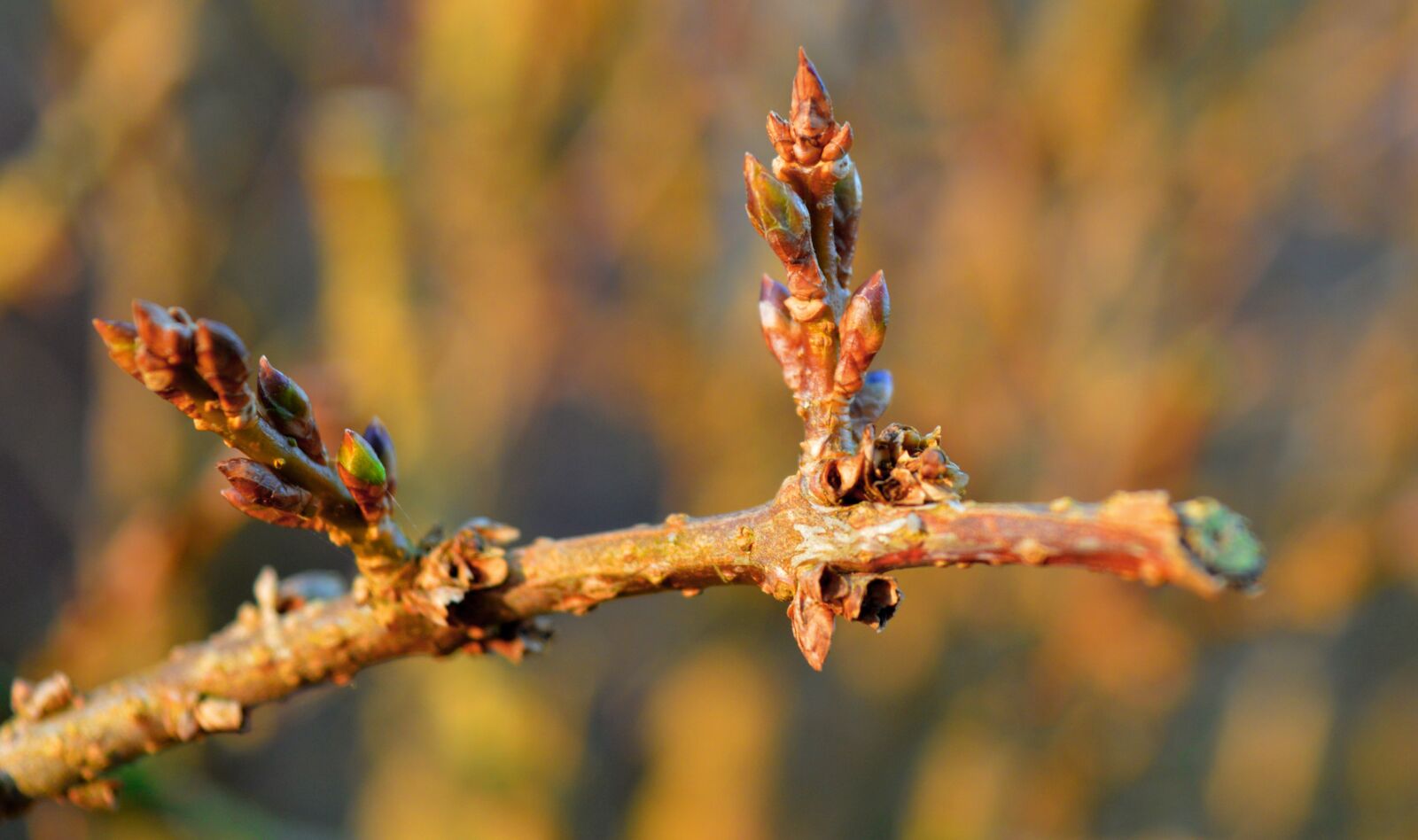 Nikon D3200 sample photo. Forsythia is in bud photography